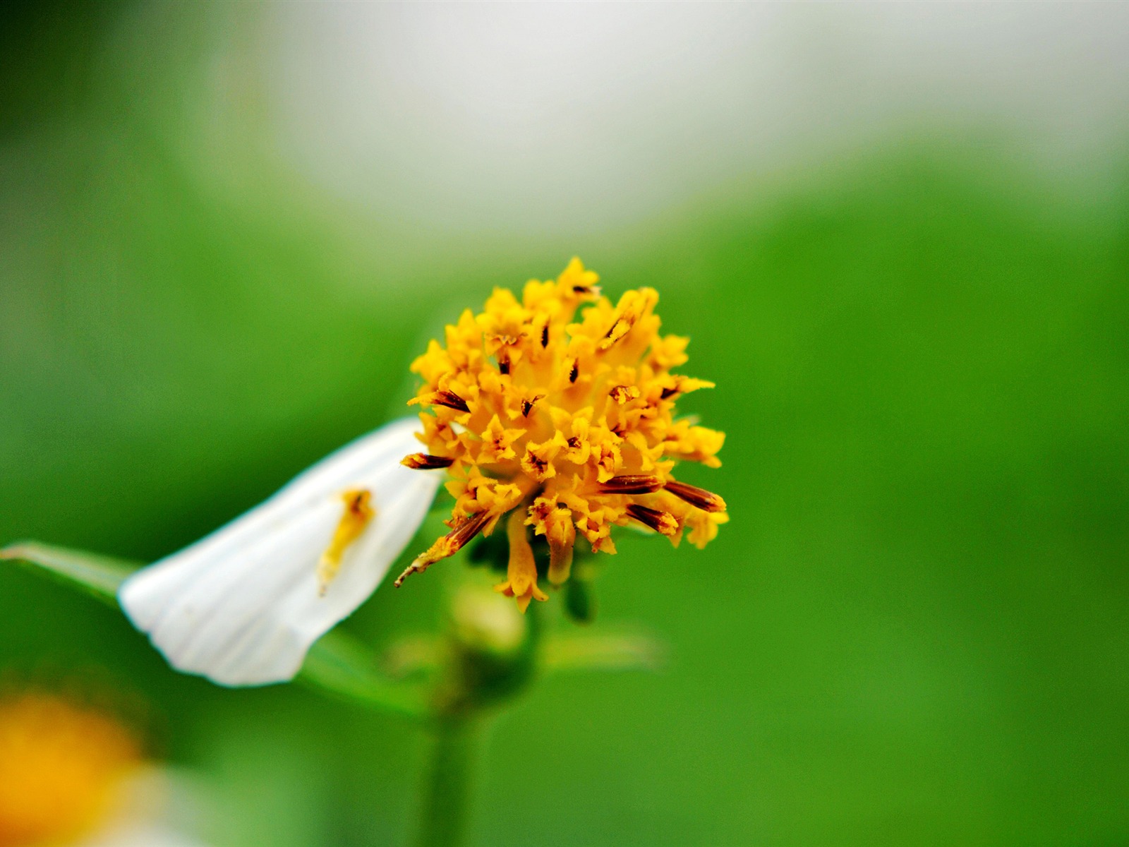 Macro Flower Grass (2) (genzhukou works) #17 - 1600x1200