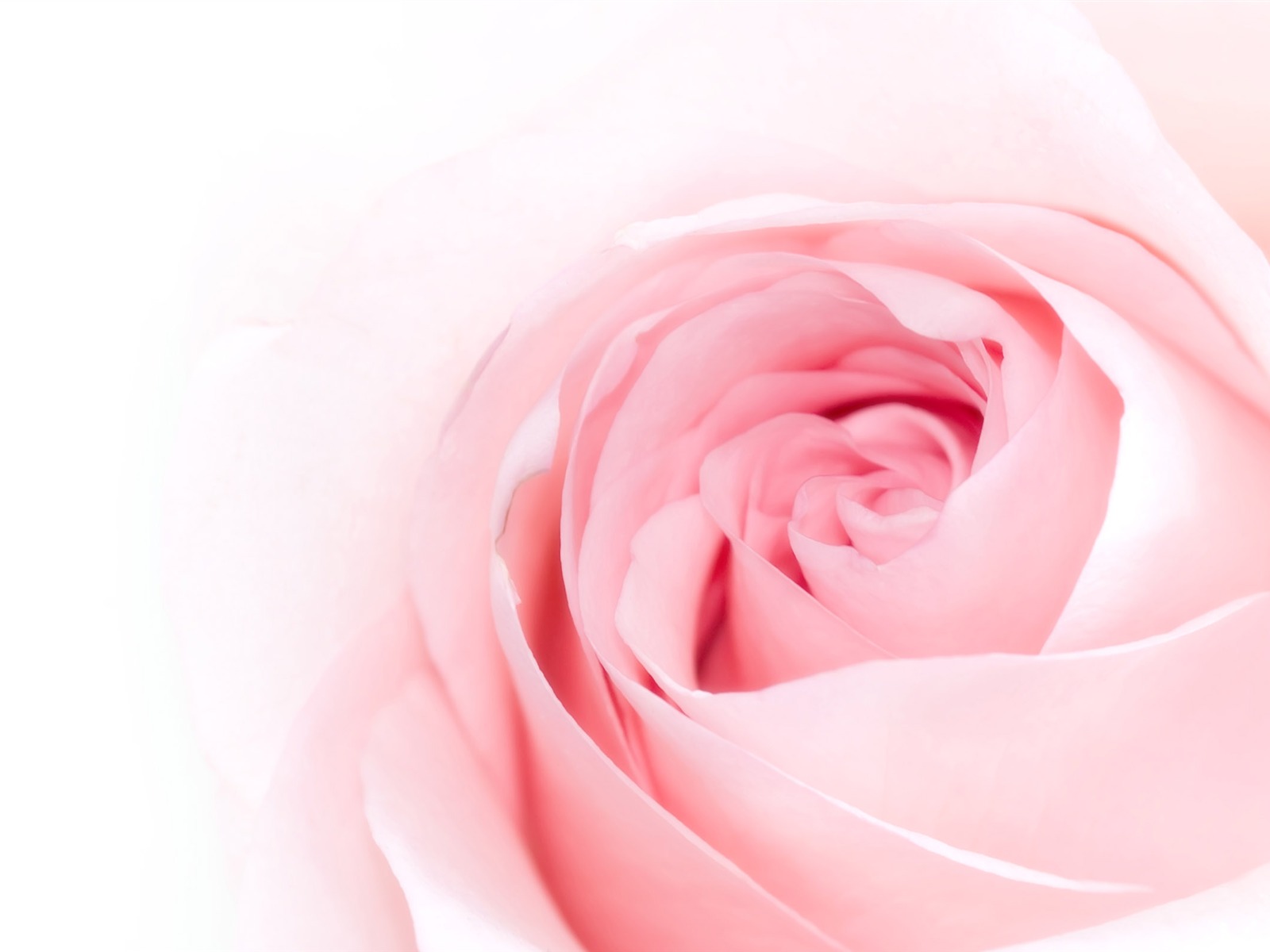 Large Rose Photo Wallpaper (5) #9 - 1600x1200