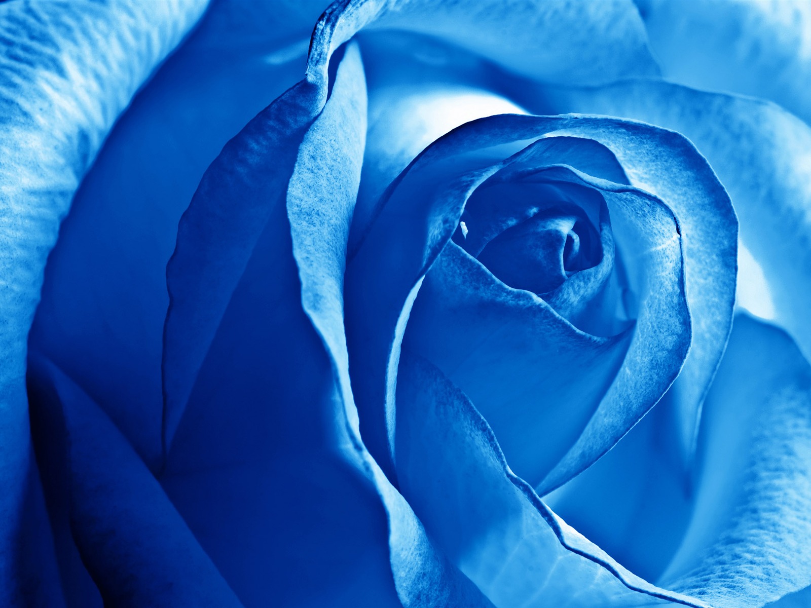 Large Rose Photo Wallpaper (5) #20 - 1600x1200