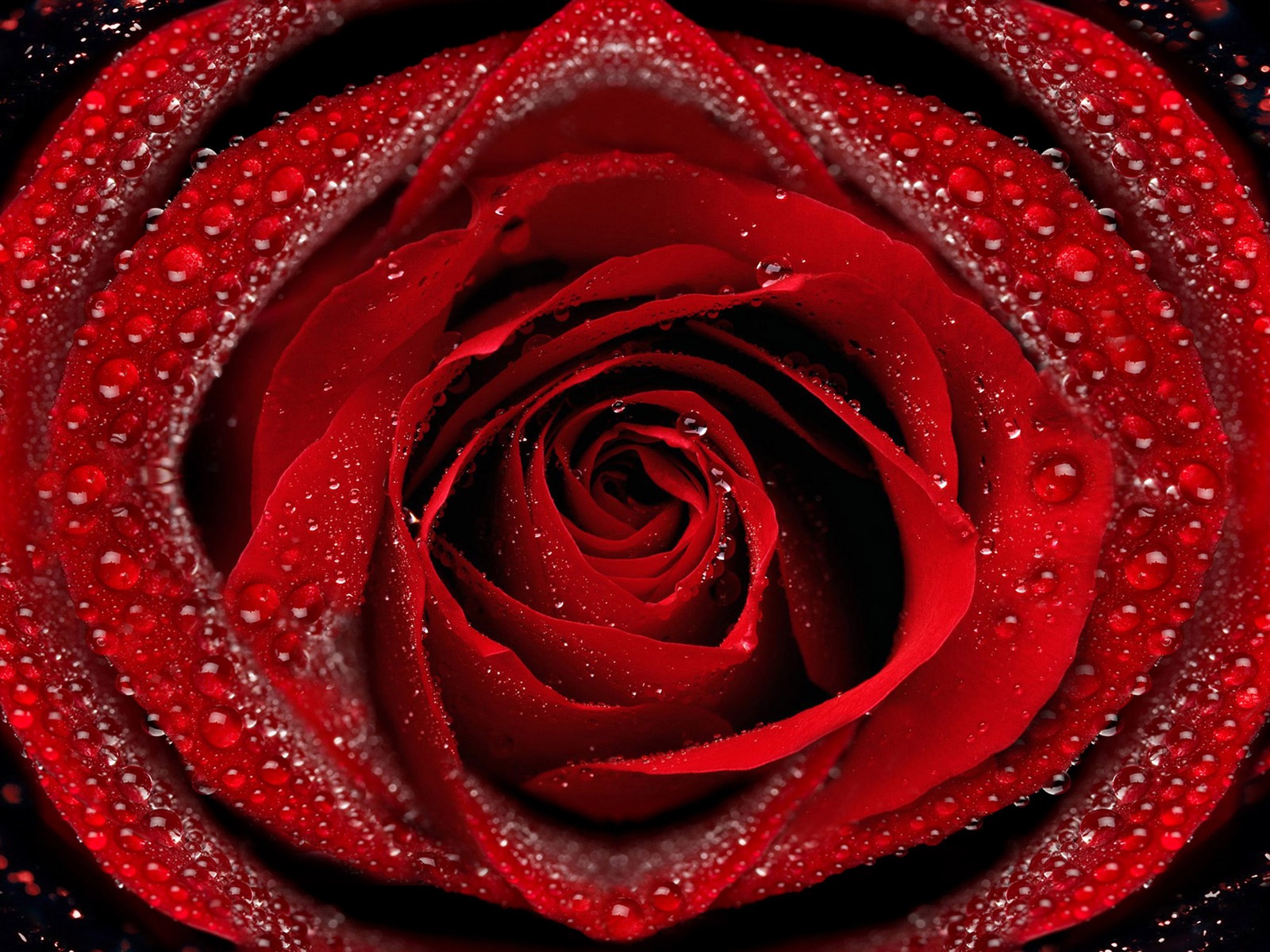 Grand Rose Fond d'écran Photo (6) #2 - 1600x1200