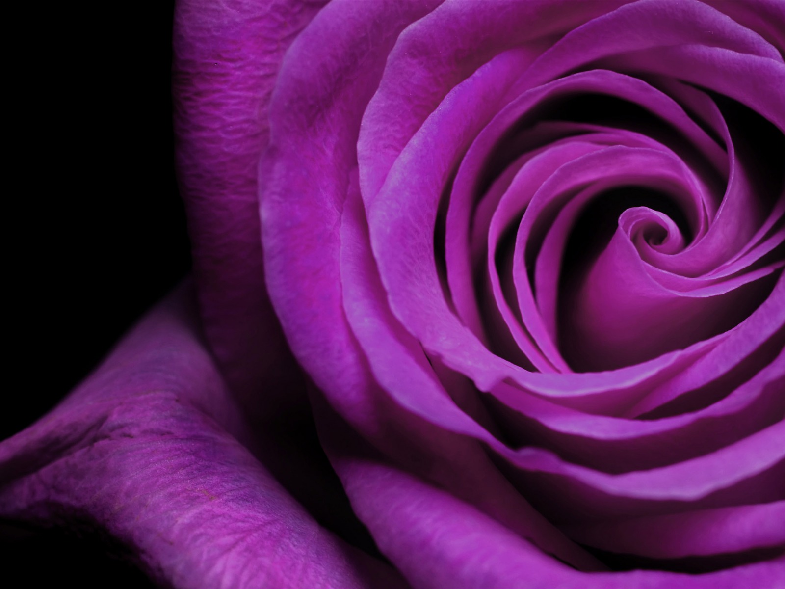 Large Rose Photo Wallpaper (6) #20 - 1600x1200