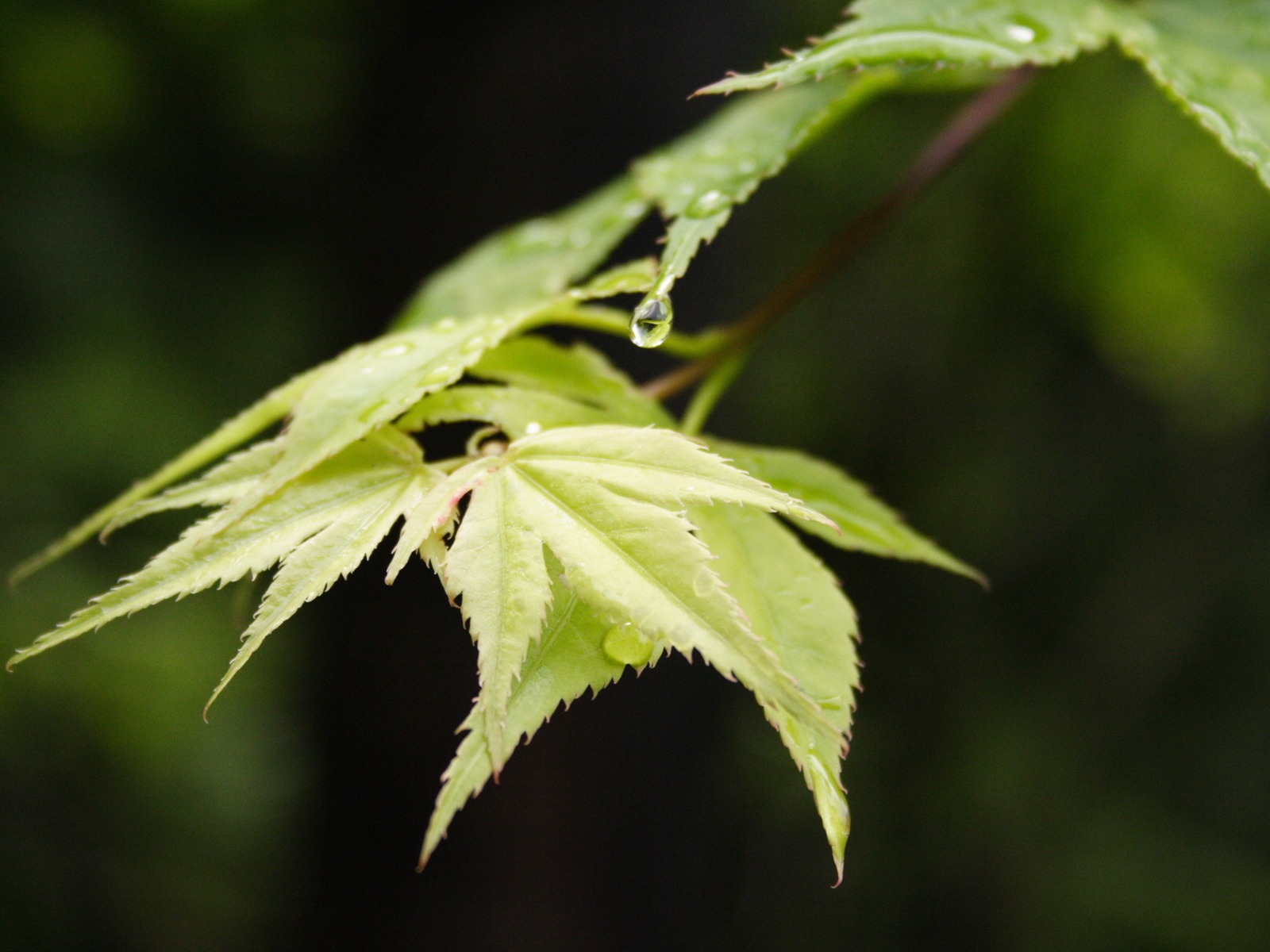 鮮花綠葉特寫 壁紙(一) #6 - 1600x1200