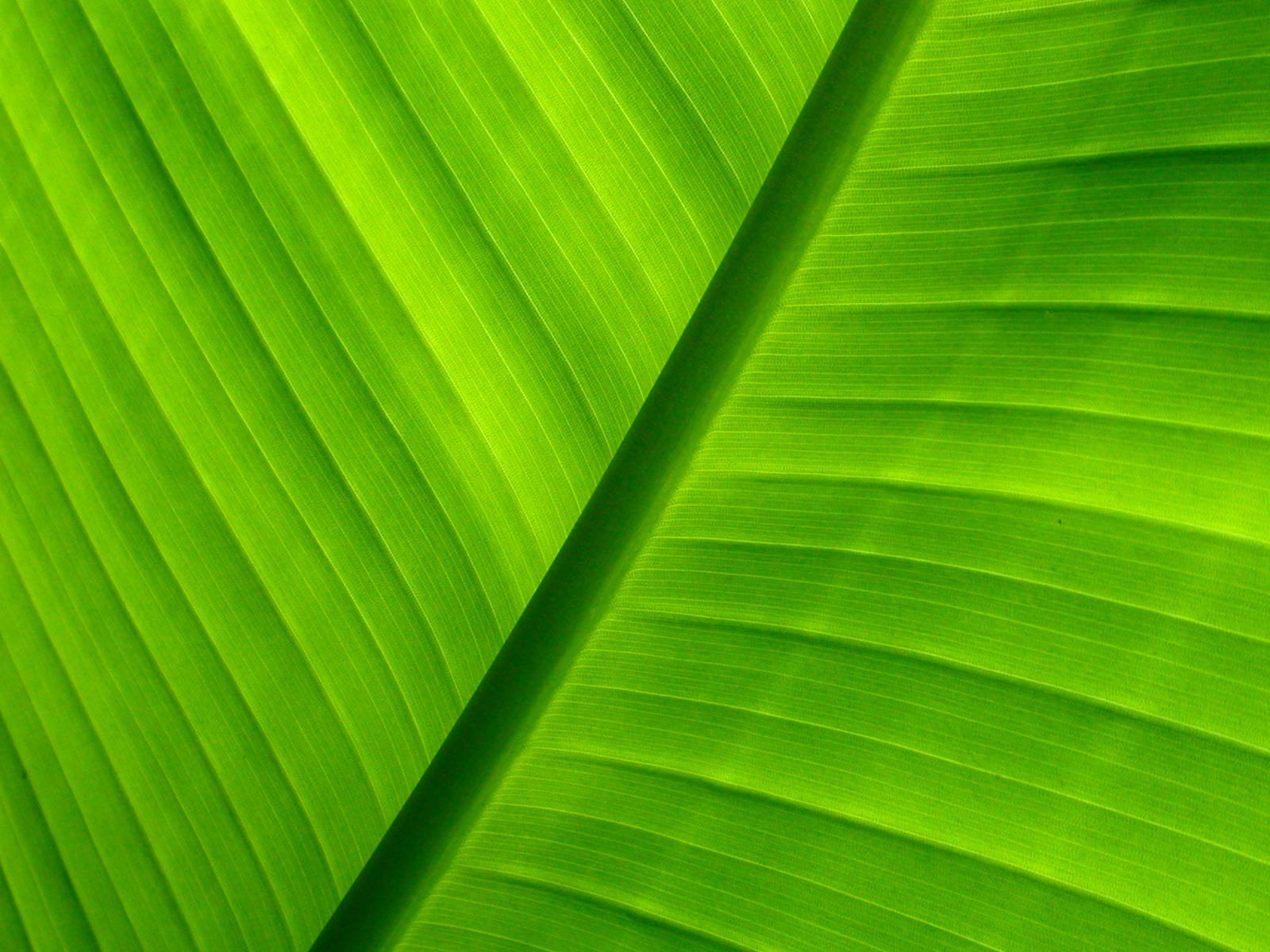 Flowers green leaf close-up wallpaper (1) #7 - 1600x1200