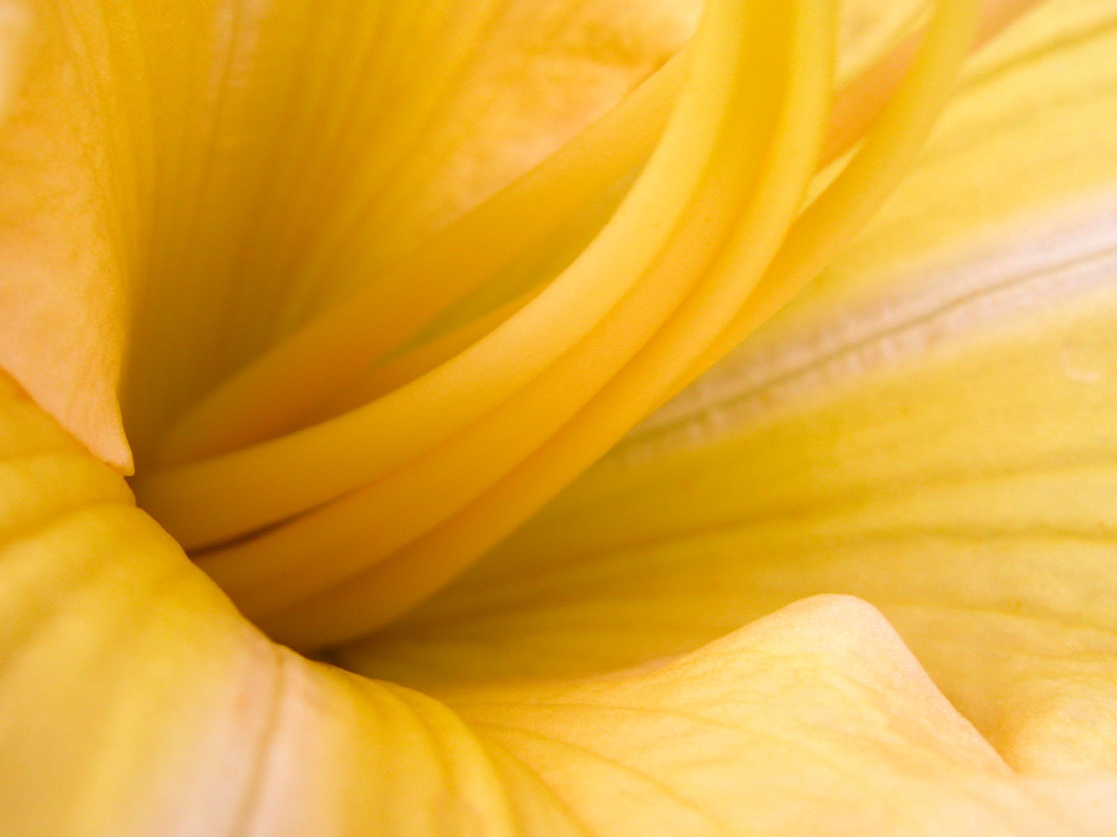 鮮花綠葉特寫 壁紙(一) #19 - 1600x1200