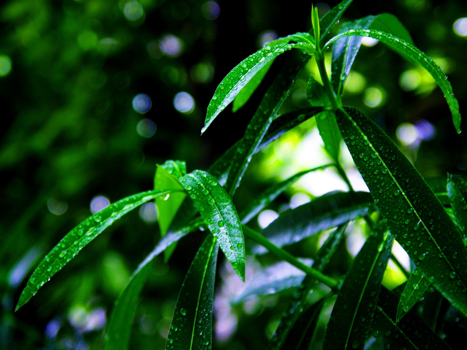 Flowers green leaf close-up wallpaper (2) #6 - 1600x1200