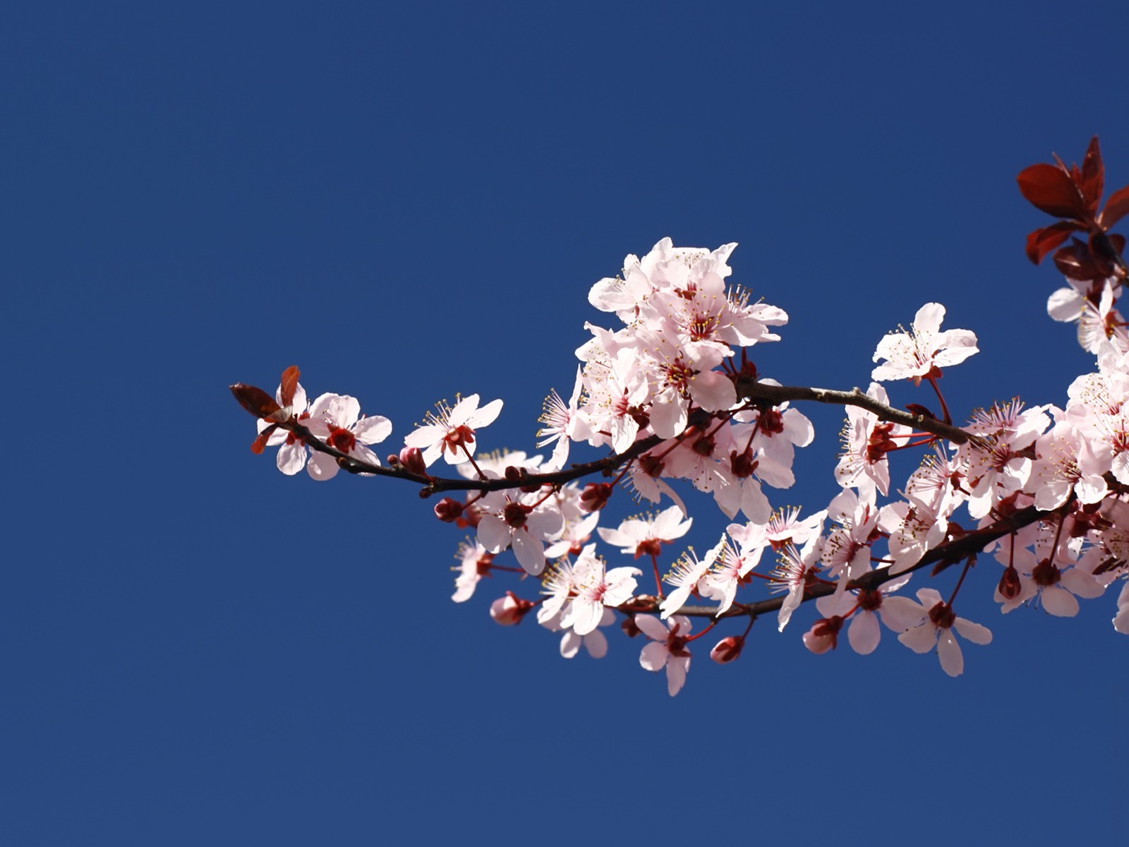 鲜花绿叶特写 壁纸(二)7 - 1600x1200