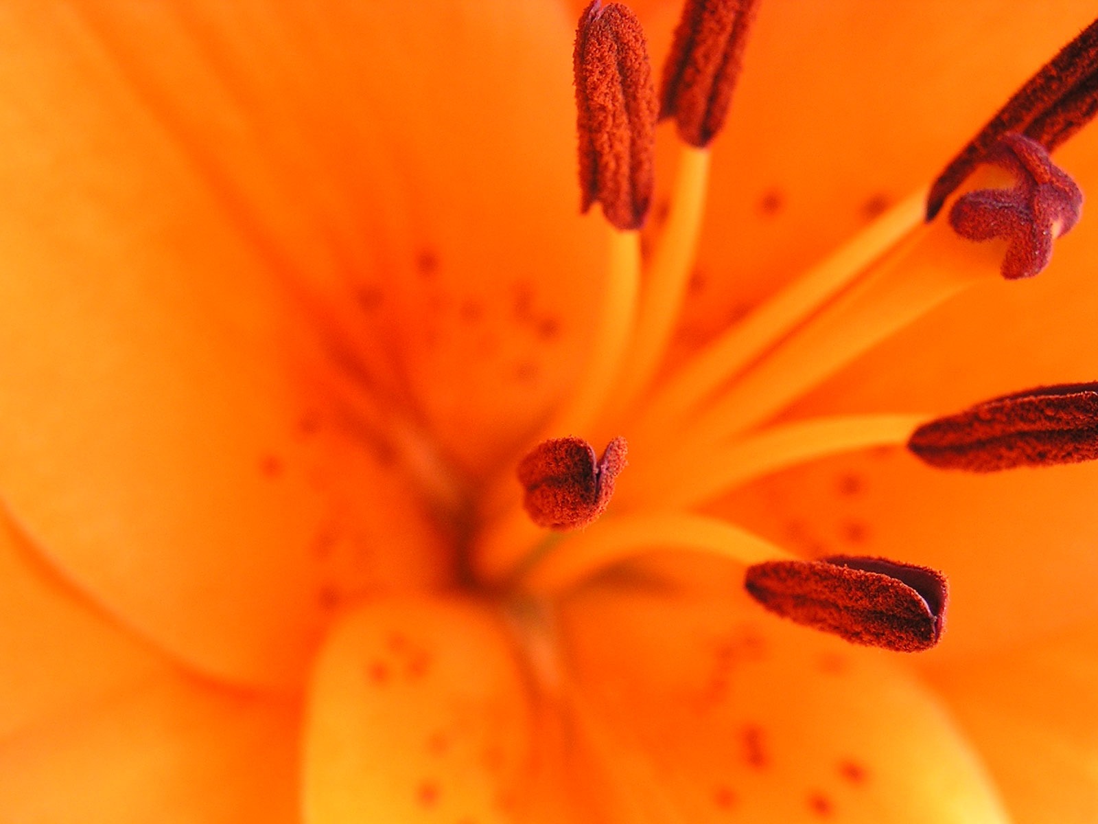 Flowers green leaf close-up wallpaper (2) #12 - 1600x1200