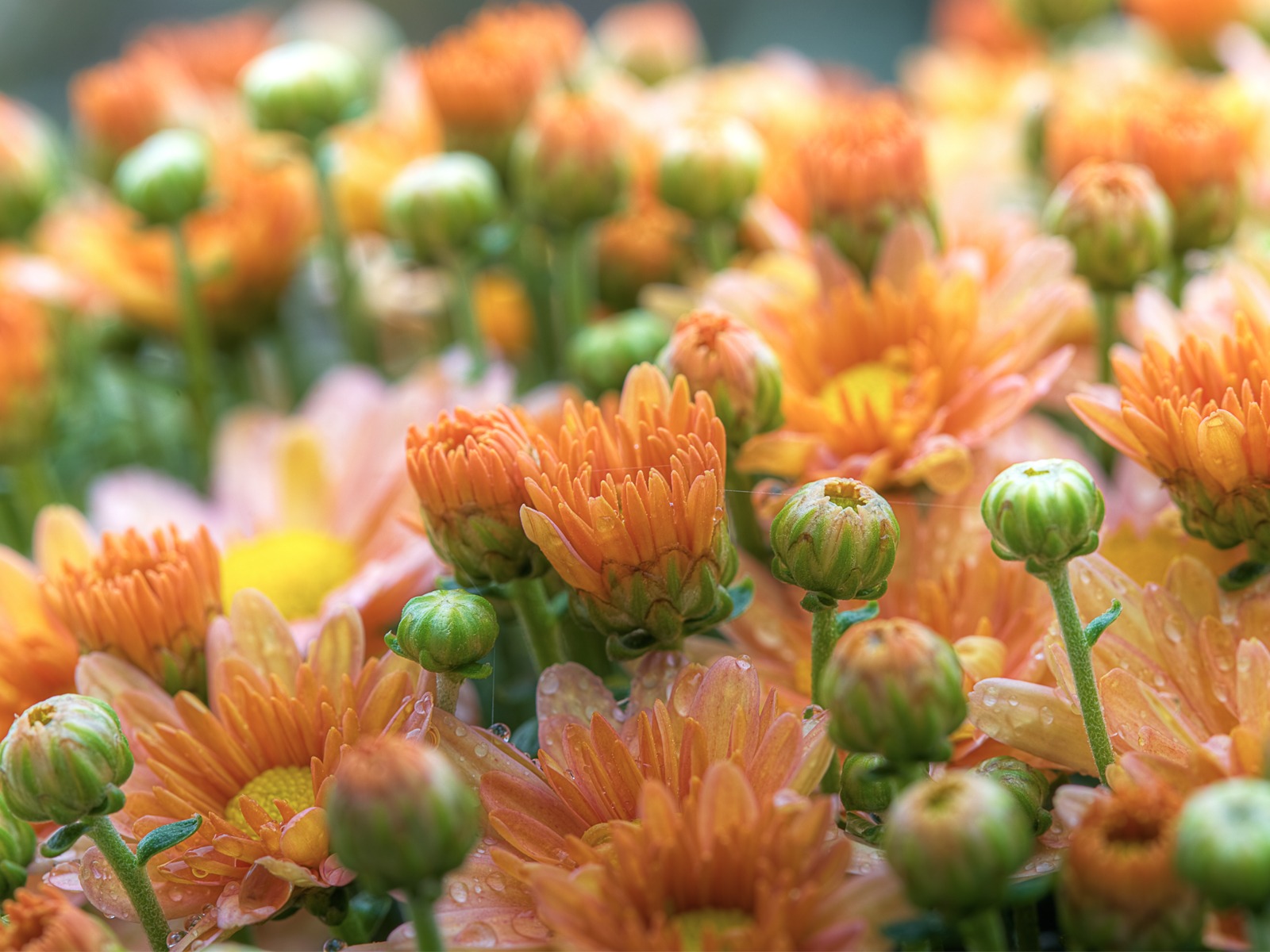 鮮花綠葉特寫 壁紙(三) #4 - 1600x1200