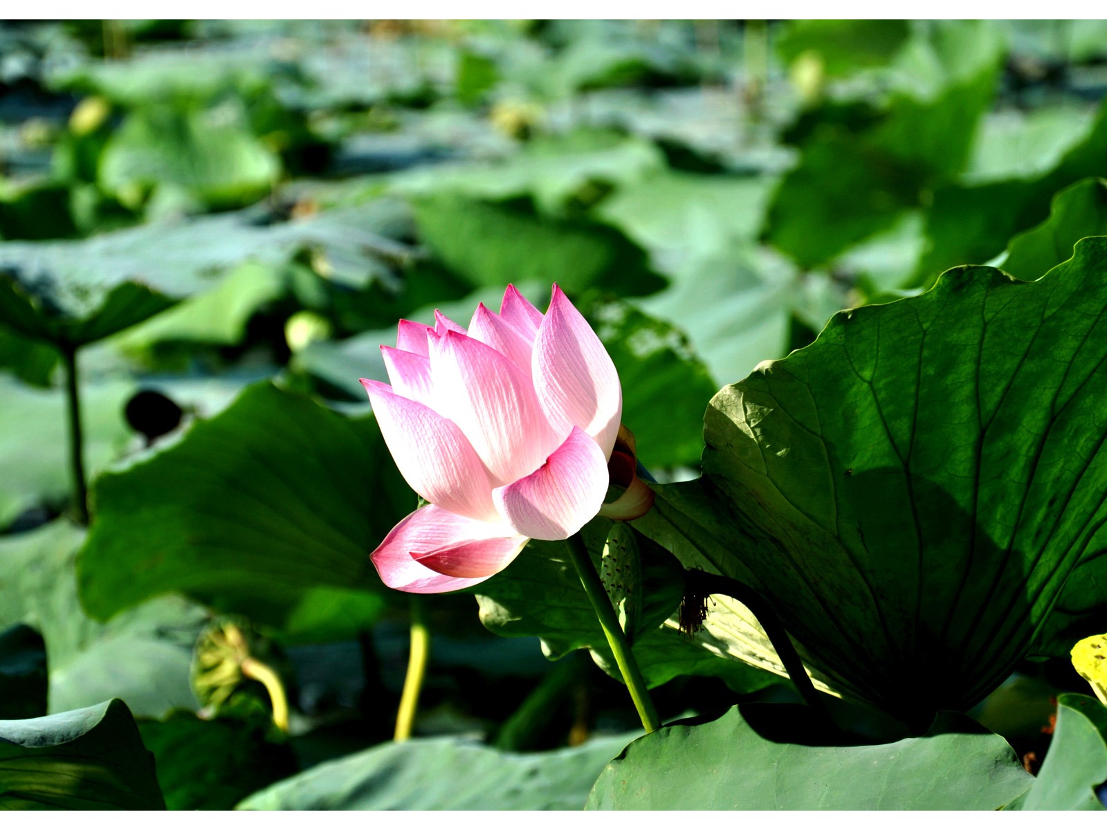 鮮花綠葉特寫 壁紙(四) #3 - 1600x1200