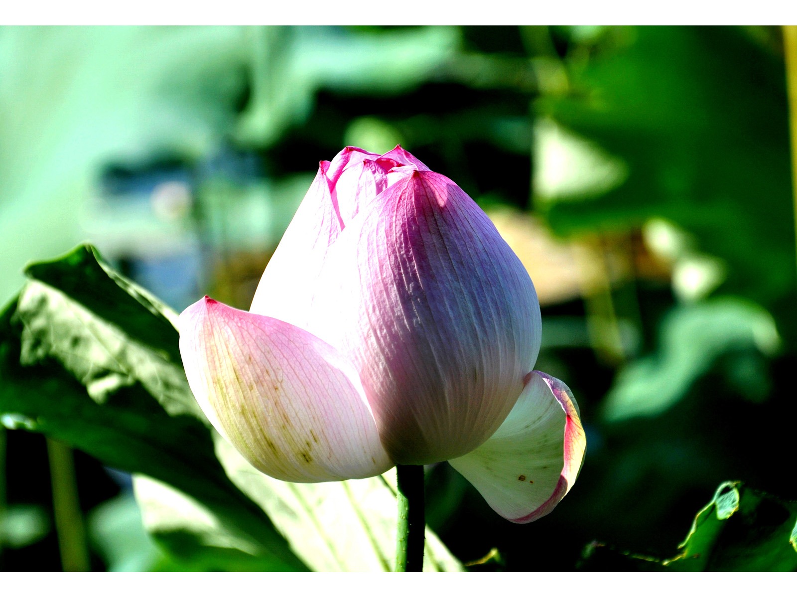 鮮花綠葉特寫 壁紙(四) #4 - 1600x1200