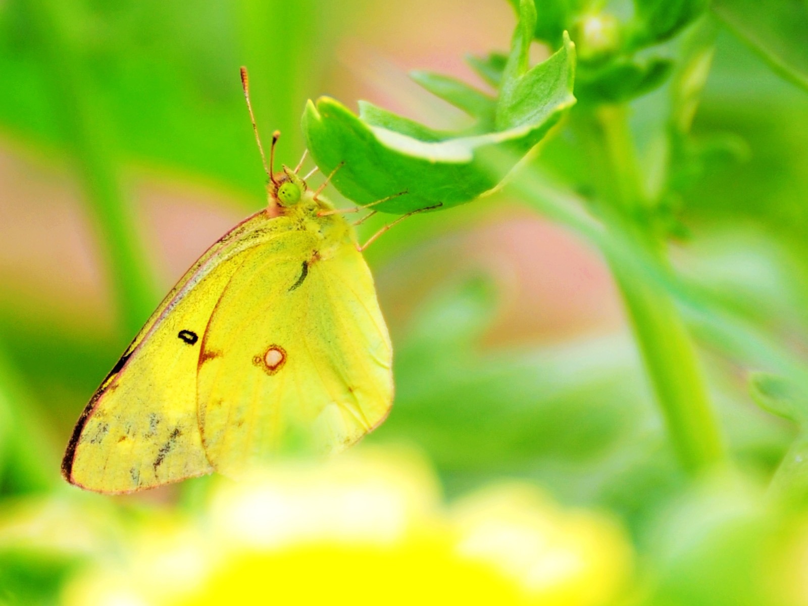 꽃 녹색 근접 벽지 (4) 잎 #6 - 1600x1200