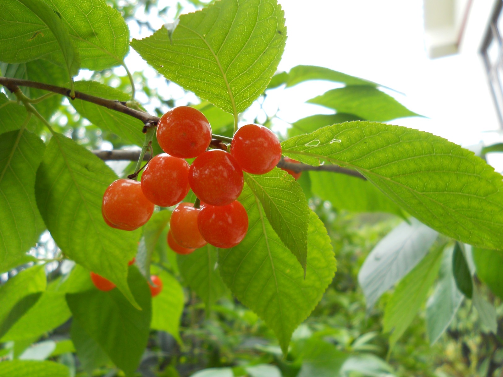 鮮花綠葉特寫 壁紙(四) #19 - 1600x1200