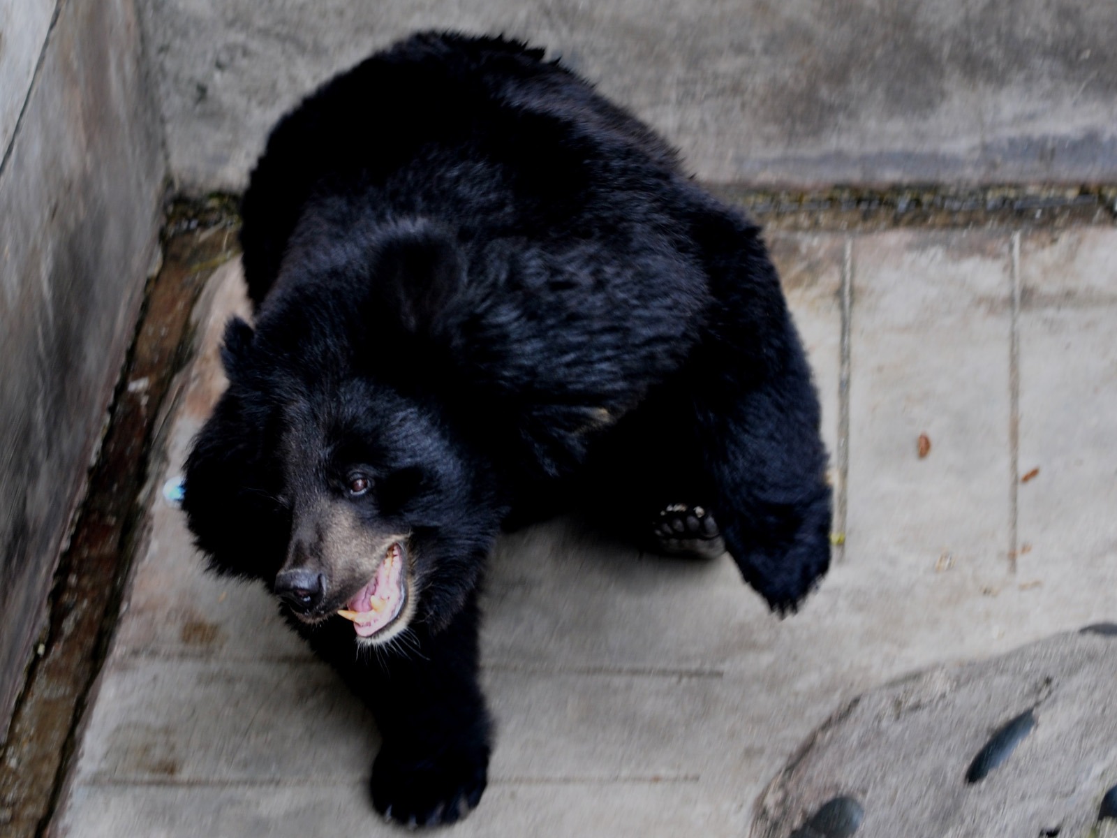 Animal Widescreen Wallpapers Collection (13) #6 - 1600x1200