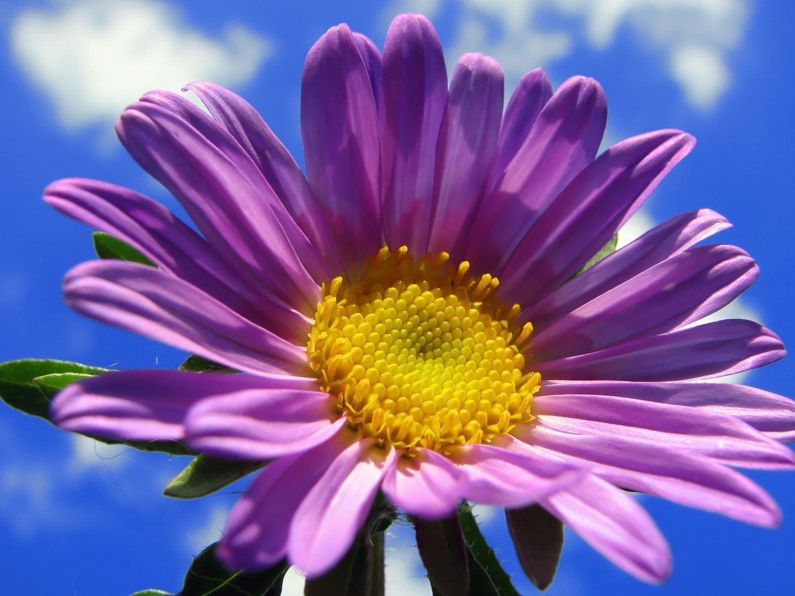 fleurs fond d'écran Widescreen close-up (15) #5 - 1600x1200