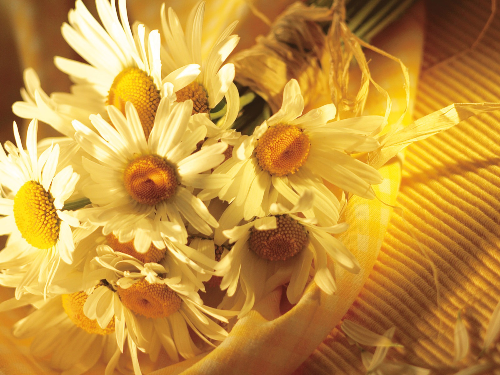 Širokoúhlý tapety květiny close-up (15) #6 - 1600x1200