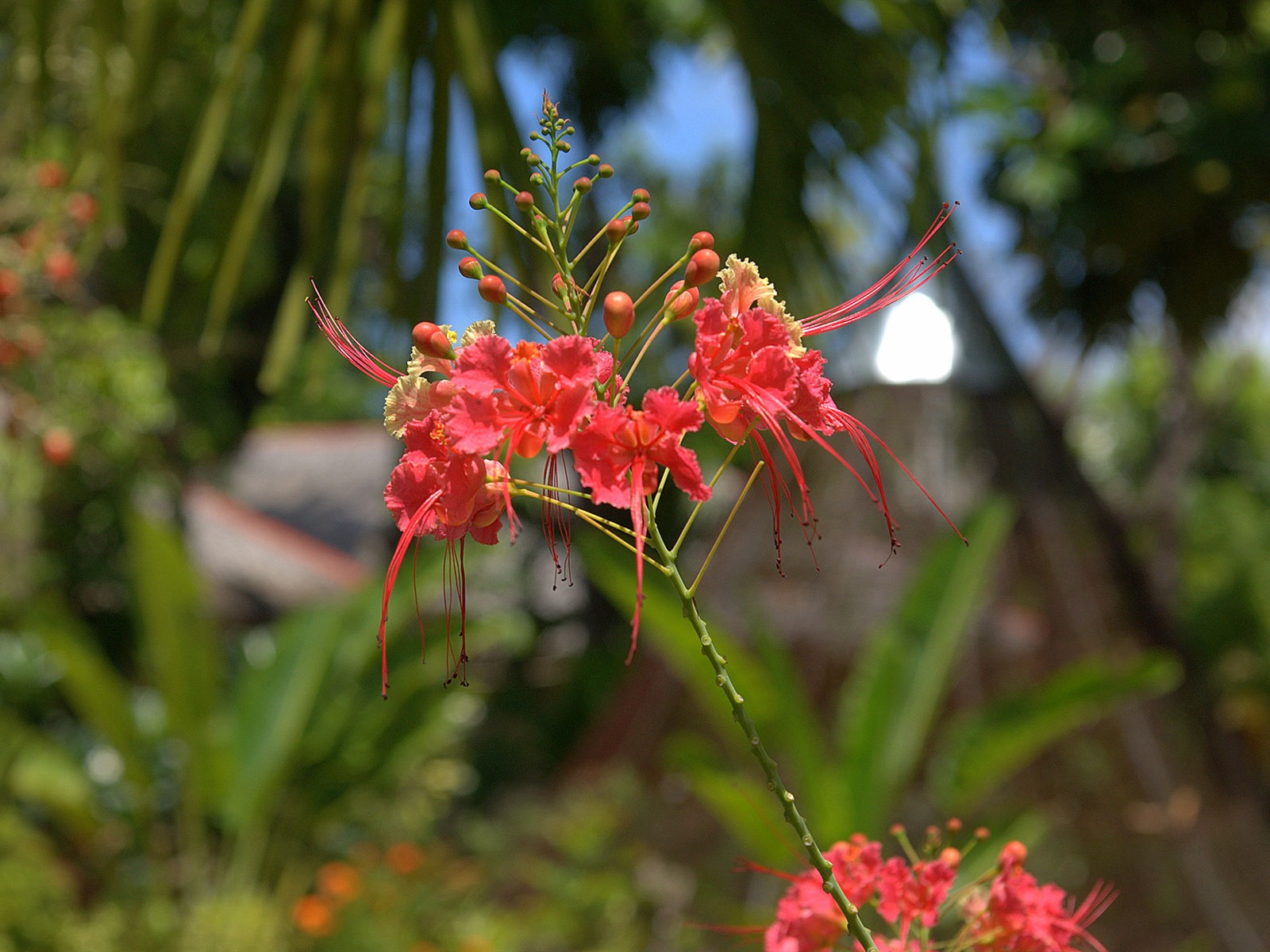 Widescreen wallpaper flowers close-up (15) #18 - 1600x1200