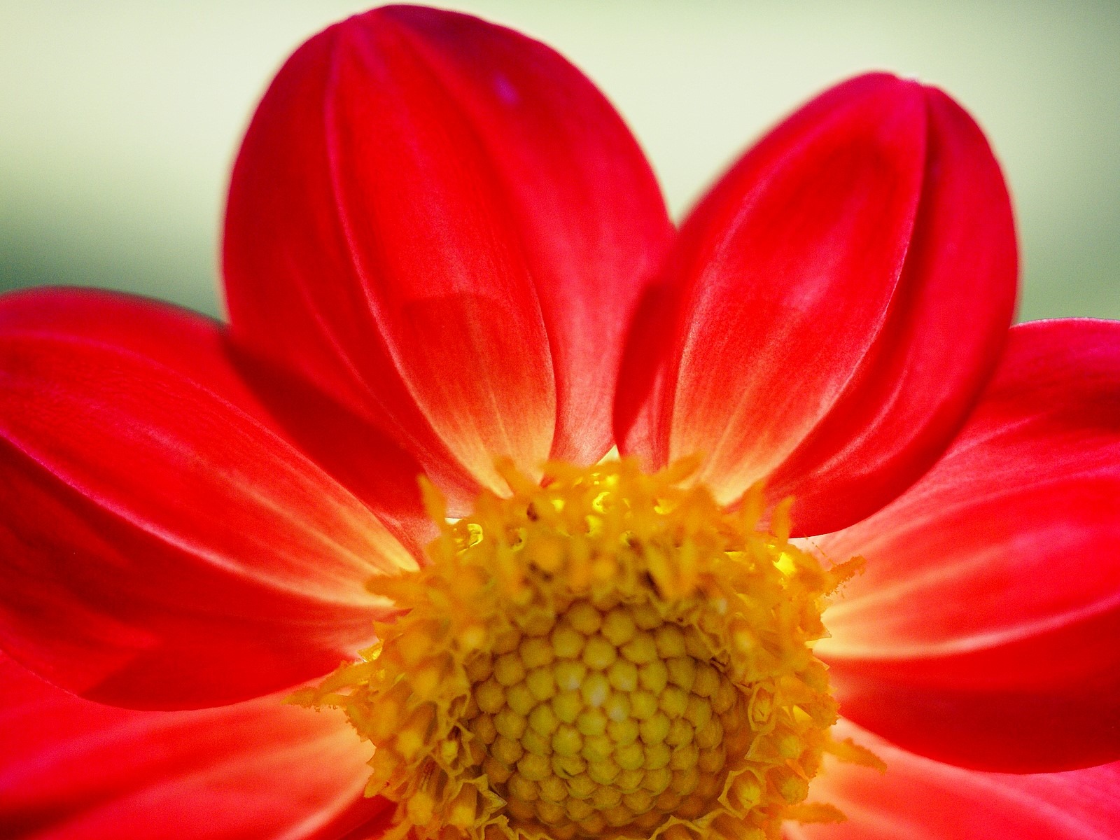 Widescreen wallpaper flowers close-up (16) #13 - 1600x1200