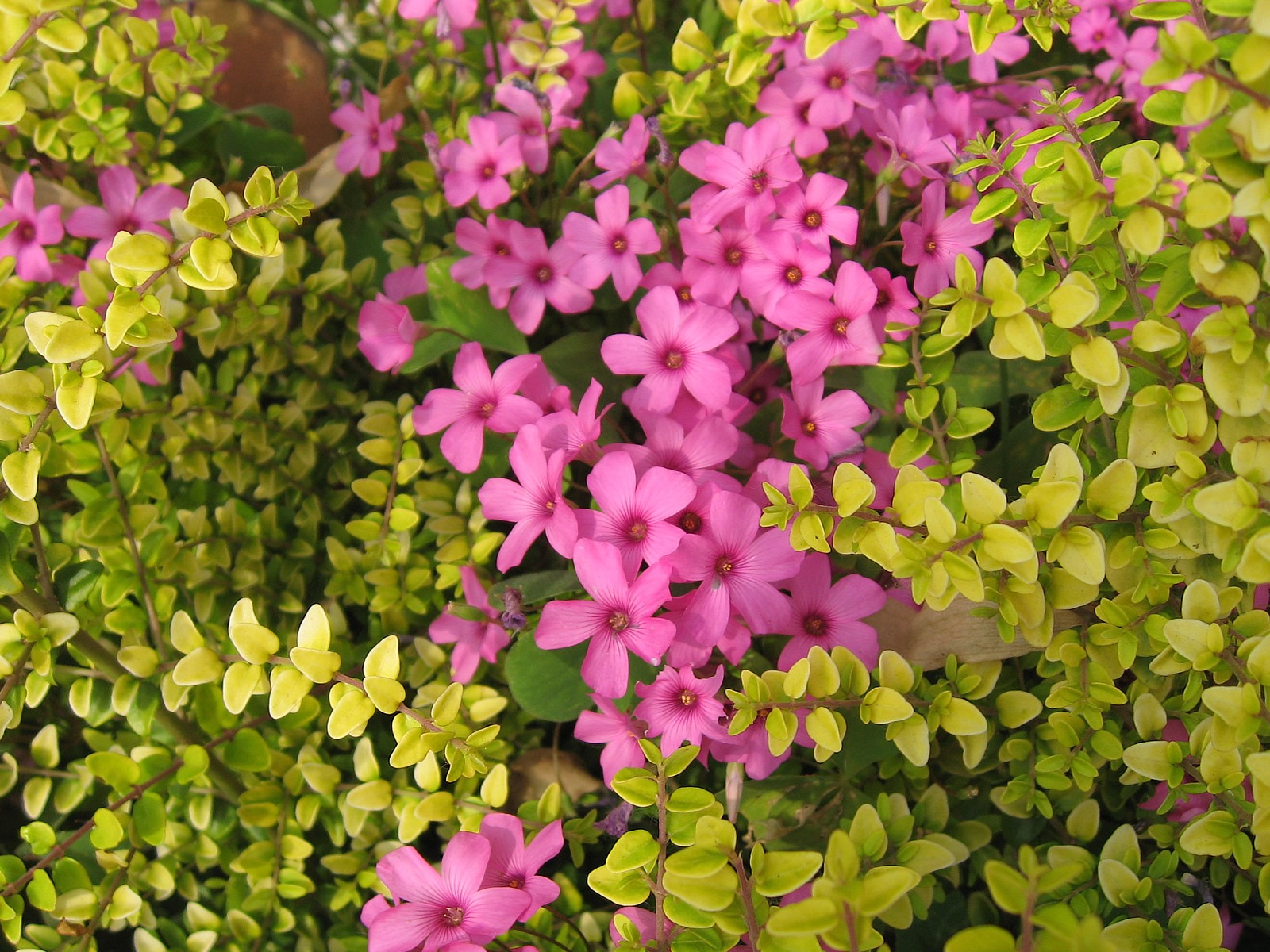 寬屏鮮花特寫 壁紙(17) #6 - 1600x1200