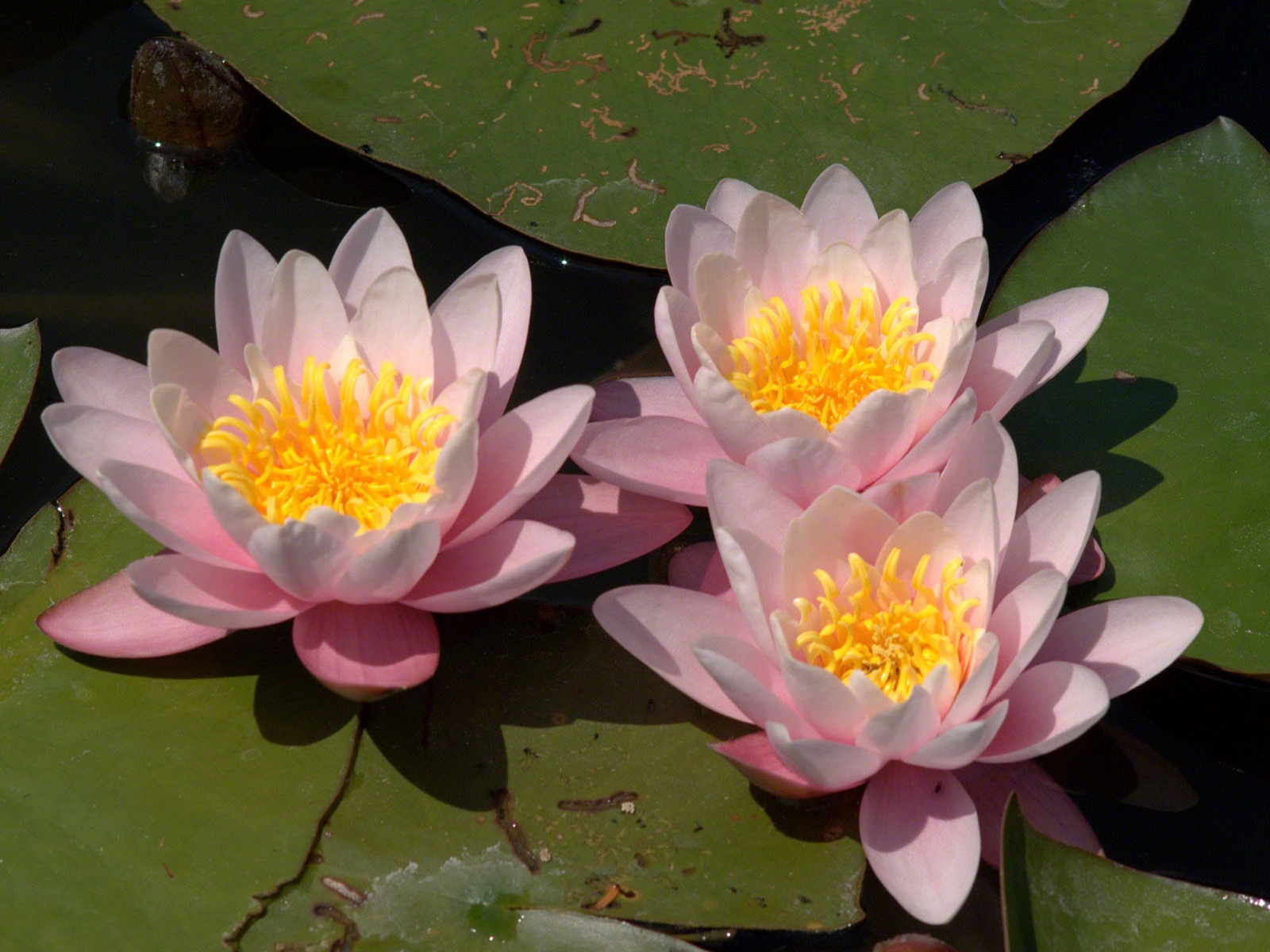 Water Lily 睡蓮 高清壁紙 #1 - 1600x1200