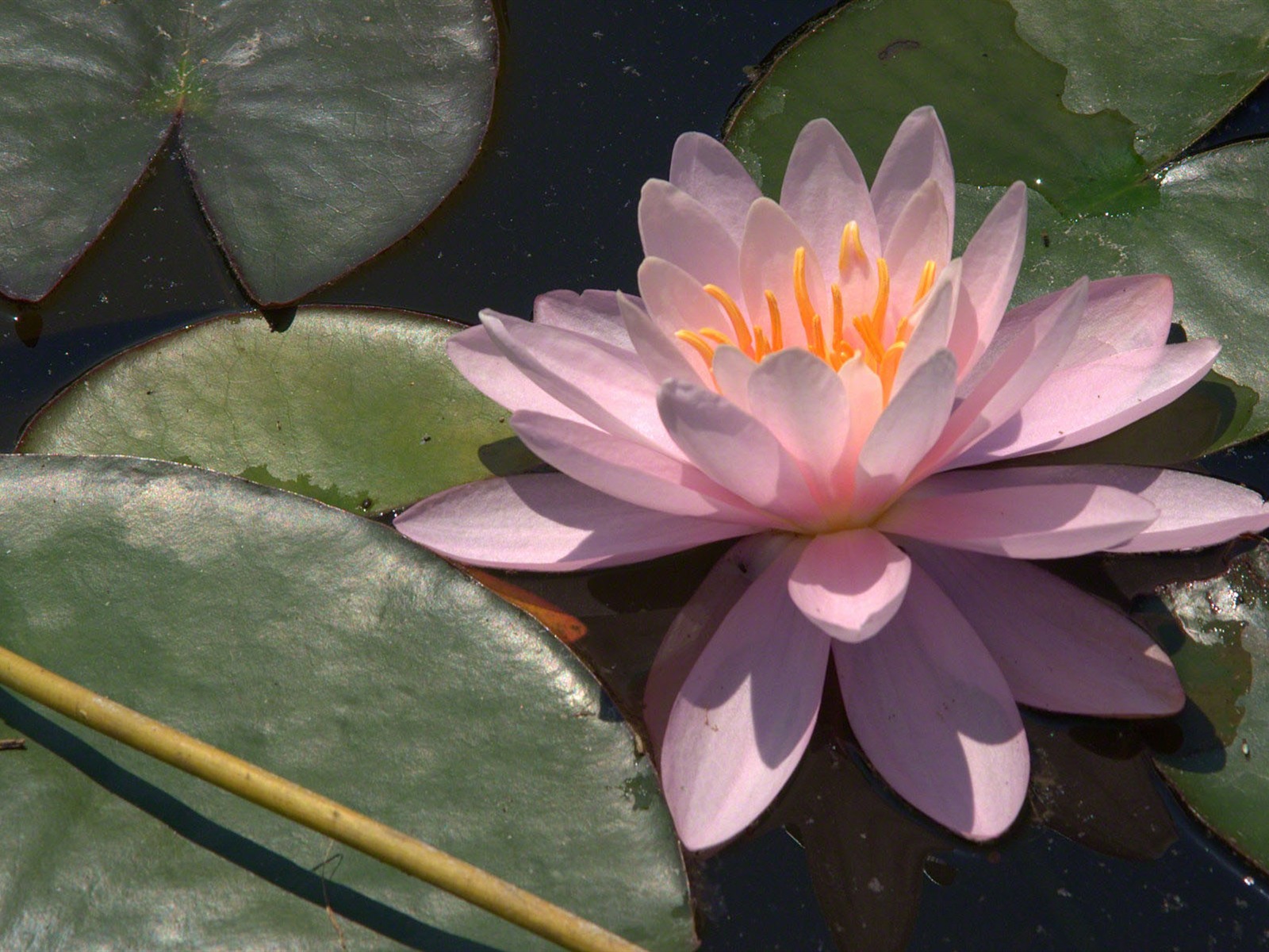 Water Lily 睡蓮 高清壁紙 #2 - 1600x1200