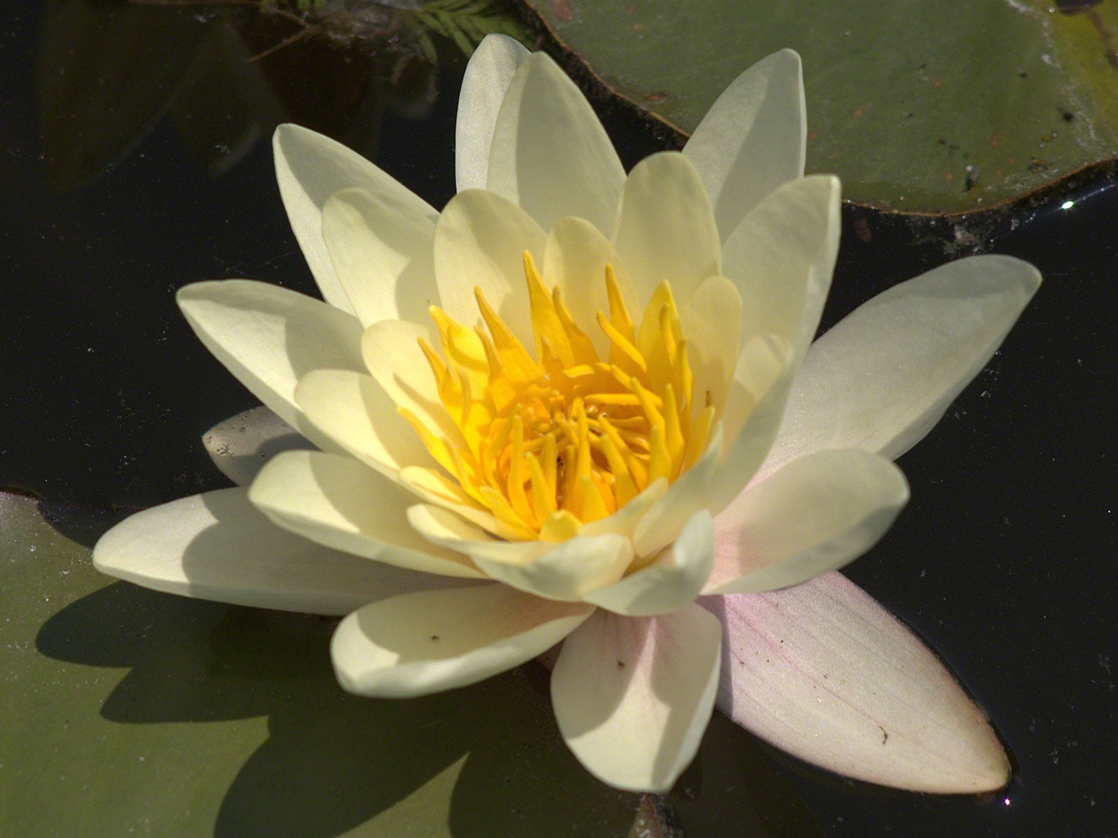 Water Lily 睡蓮 高清壁紙 #3 - 1600x1200