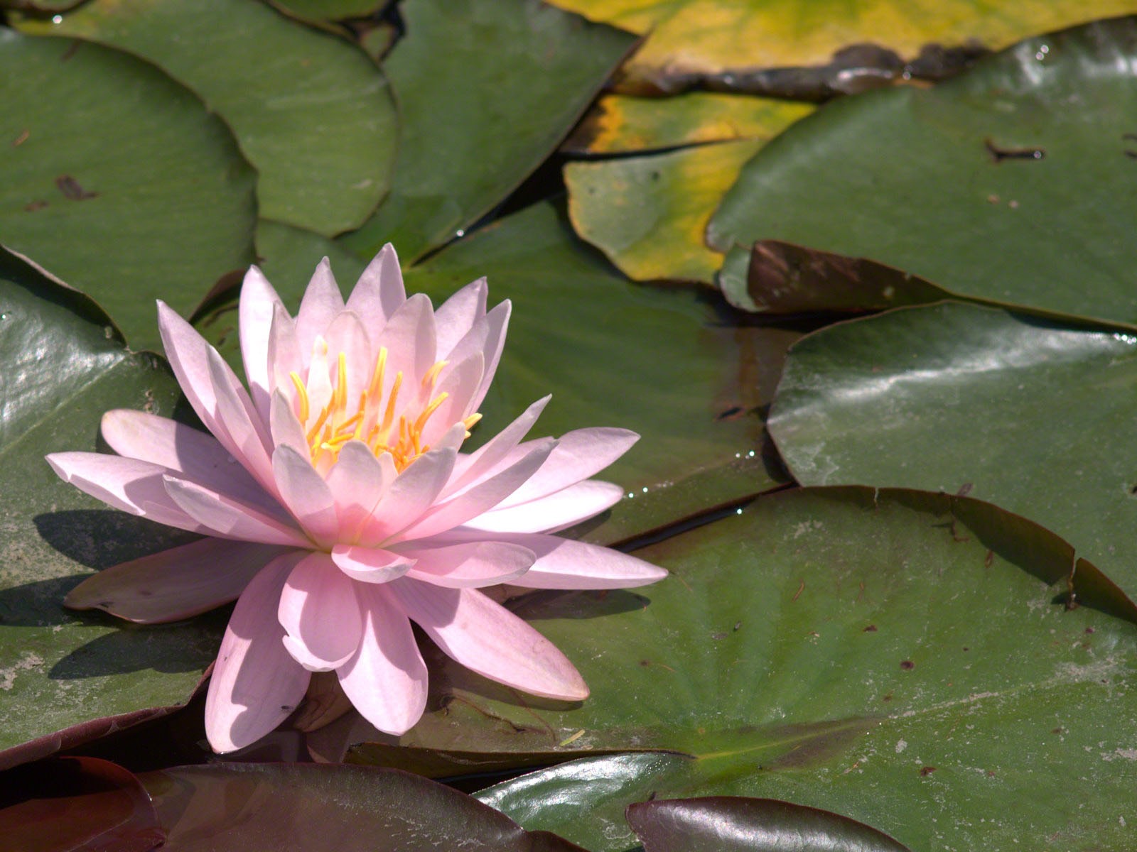 Water Lily 睡蓮 高清壁紙 #4 - 1600x1200