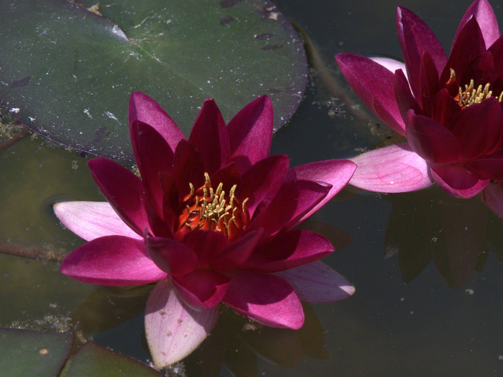Water Lily 睡蓮 高清壁紙 #6 - 1600x1200