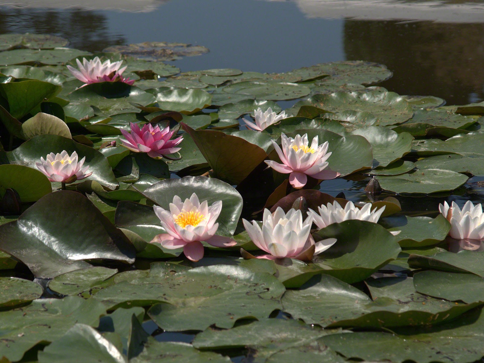 Water Lily 睡蓮 高清壁紙 #7 - 1600x1200