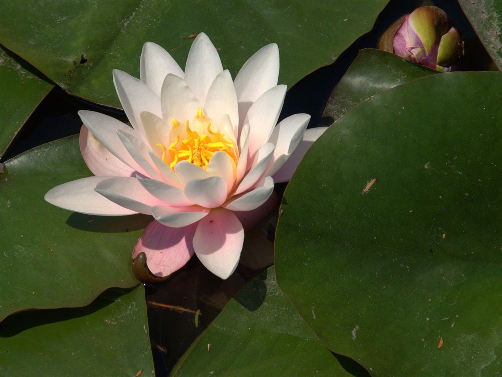 Water Lily 睡蓮 高清壁紙 #8 - 1600x1200