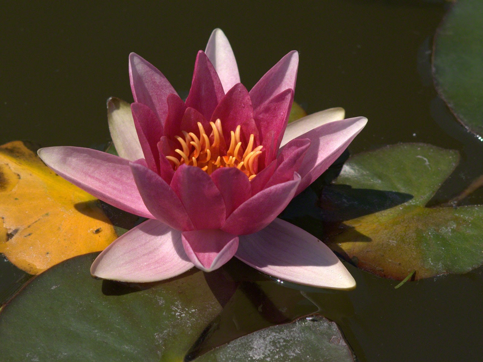 Water Lily 睡蓮 高清壁紙 #9 - 1600x1200