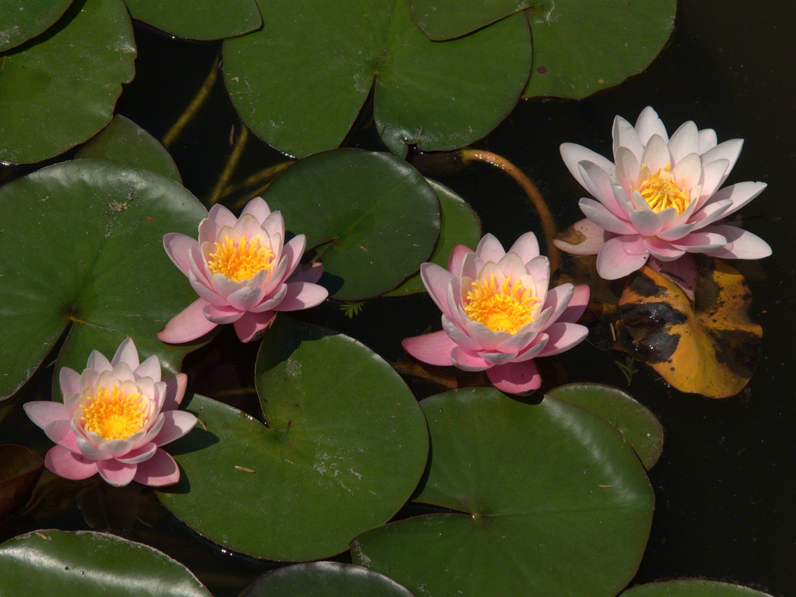 Water Lily 睡蓮 高清壁紙 #11 - 1600x1200
