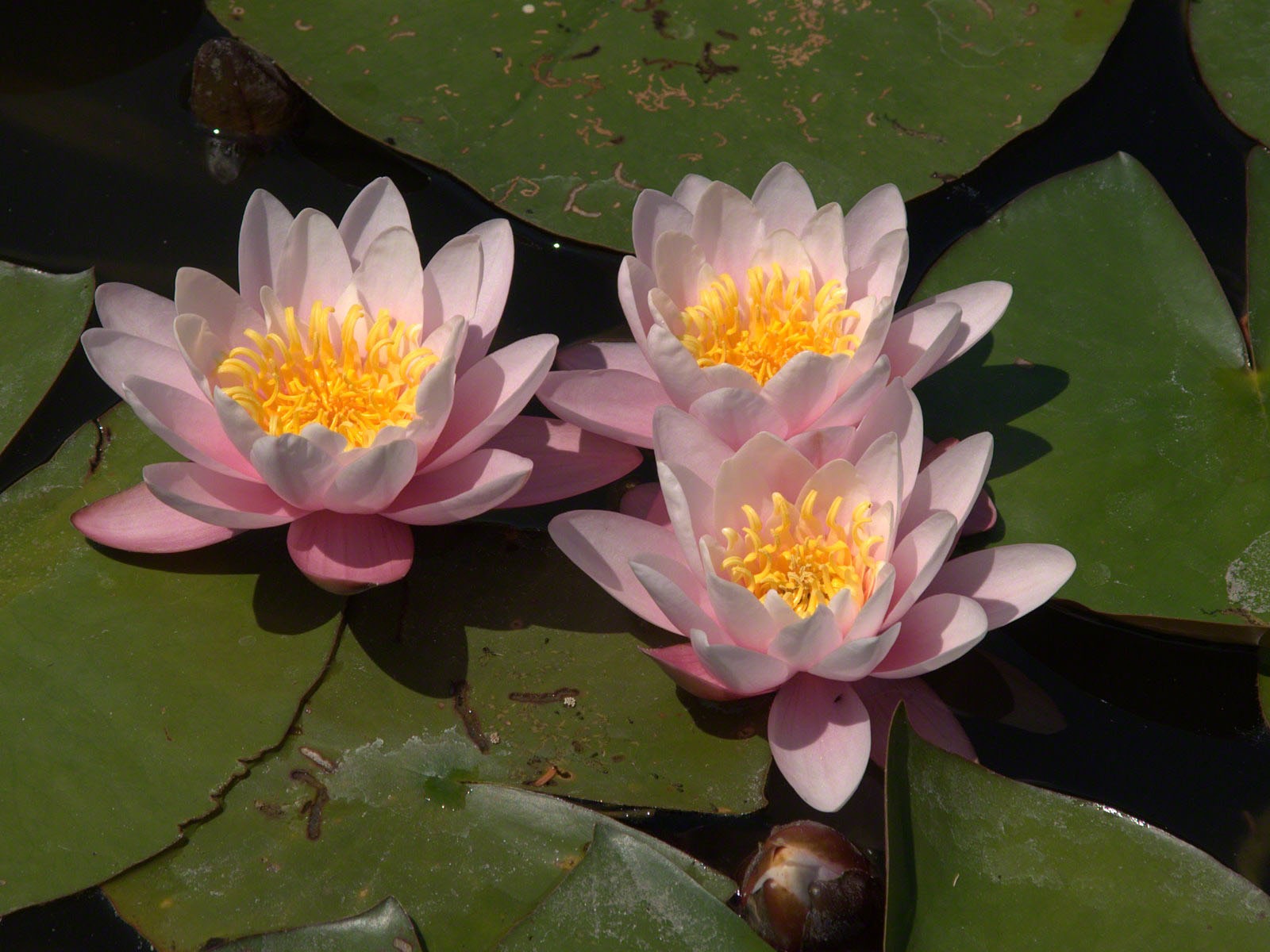Water Lily 睡蓮 高清壁紙 #14 - 1600x1200
