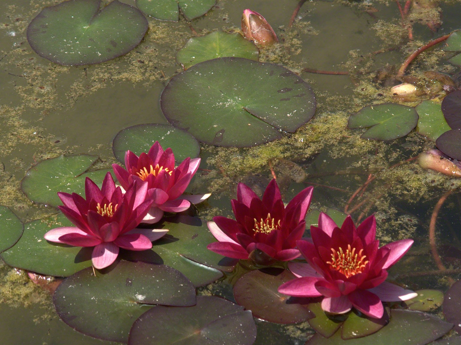 Water Lily 睡蓮 高清壁紙 #17 - 1600x1200