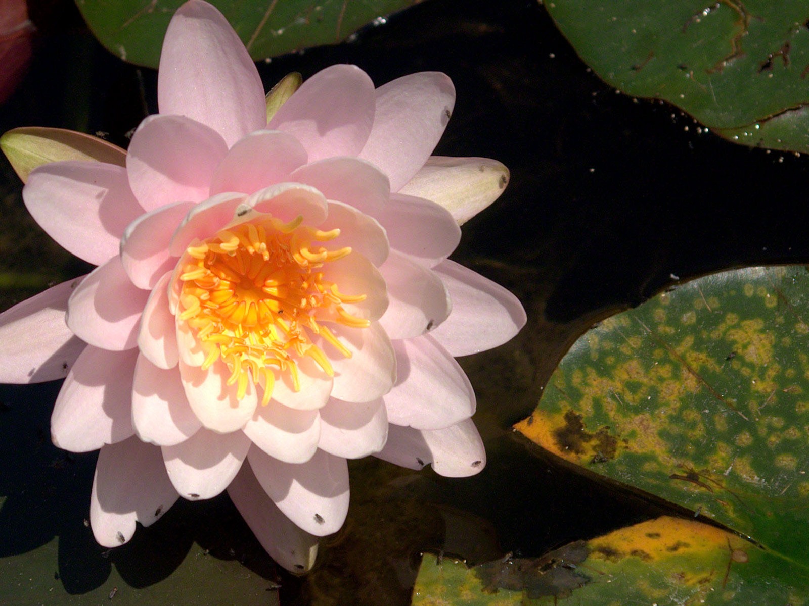 Water Lily 睡蓮 高清壁紙 #18 - 1600x1200