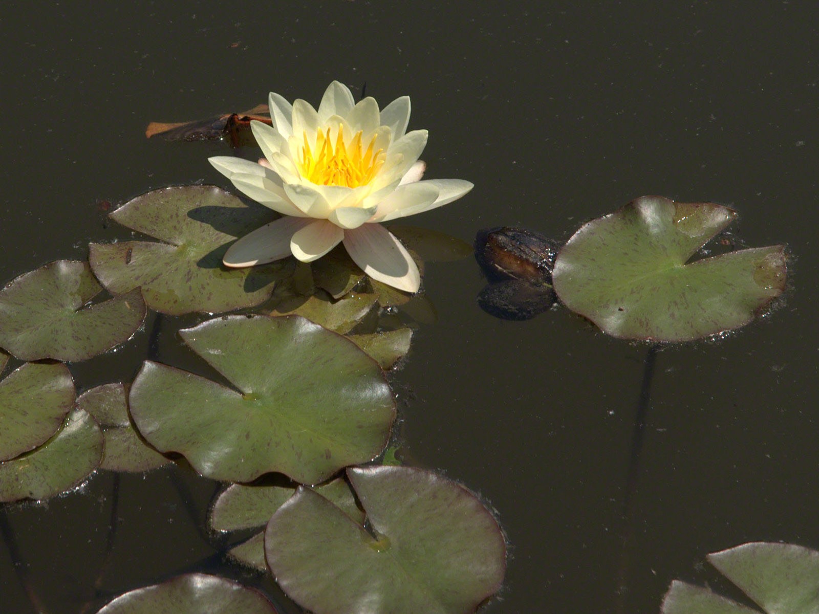 Water Lily 睡蓮 高清壁紙 #19 - 1600x1200