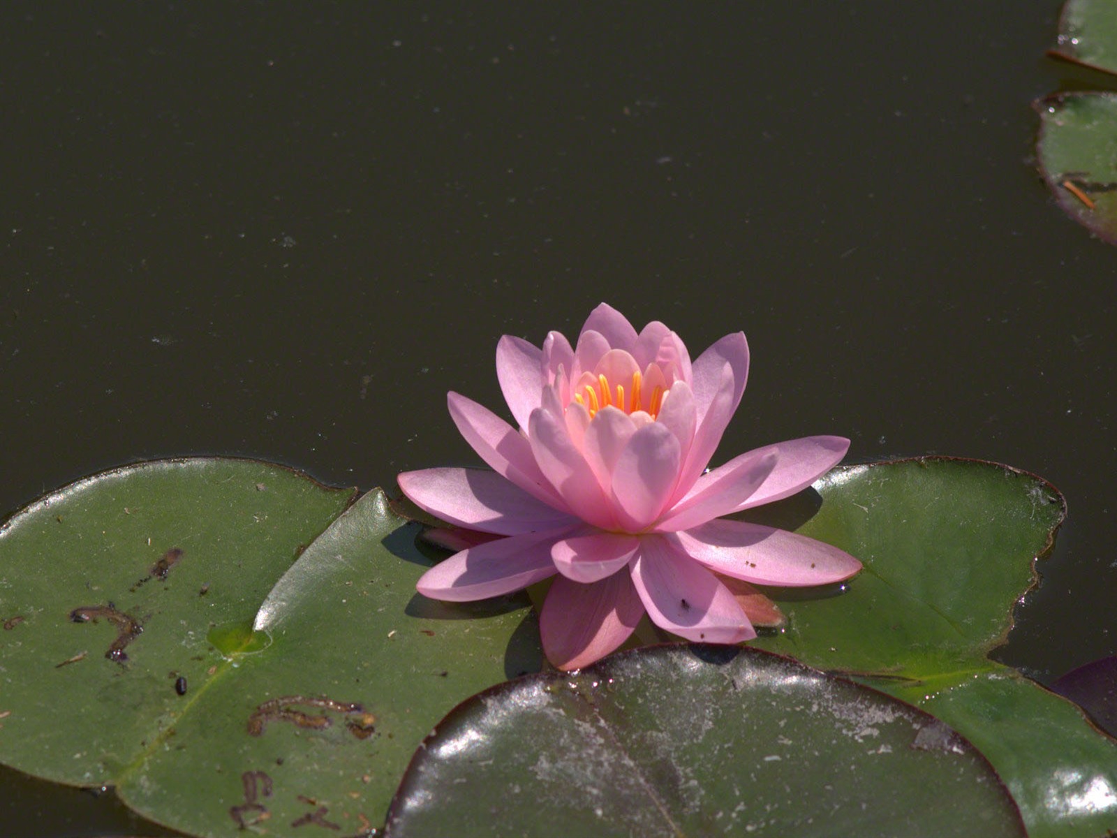 Water Lily 睡蓮 高清壁紙 #23 - 1600x1200