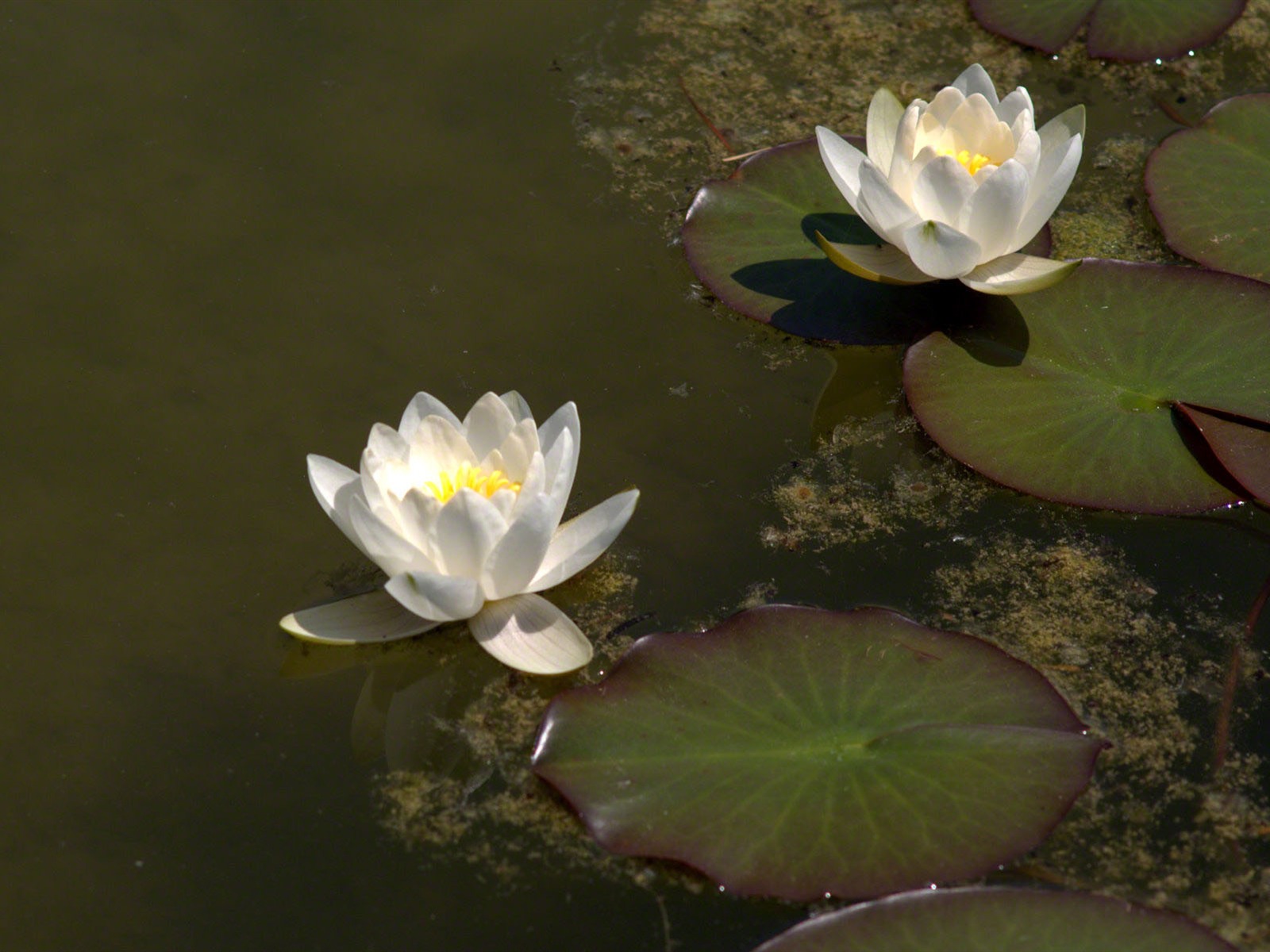 Water Lily 睡蓮 高清壁紙 #24 - 1600x1200