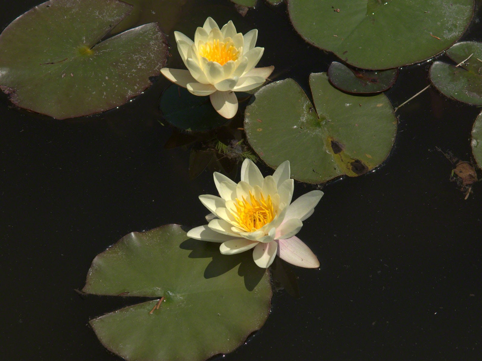 Water Lily 睡蓮 高清壁紙 #25 - 1600x1200