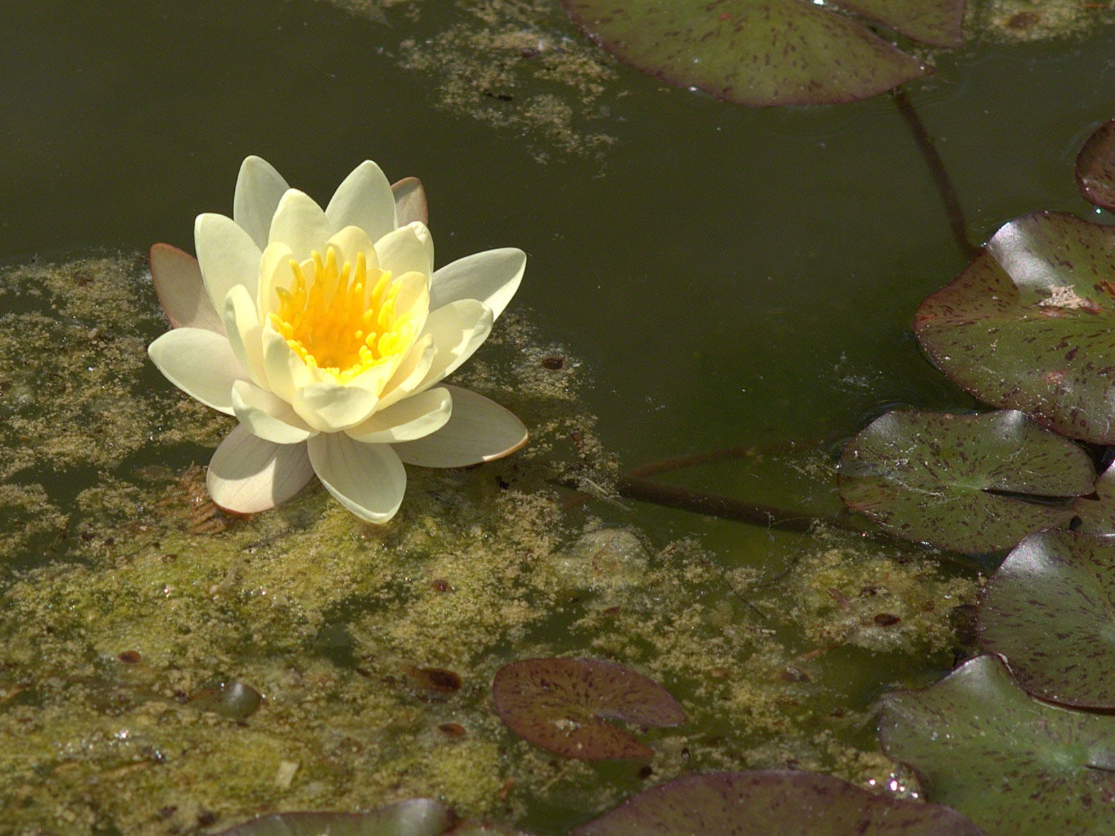 Water Lily 睡蓮 高清壁紙 #26 - 1600x1200