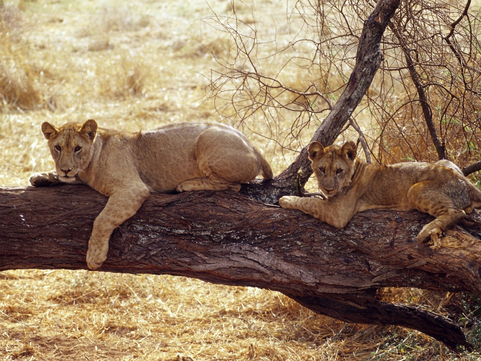 Animal Widescreen Wallpapers Collection (16) #15 - 1600x1200