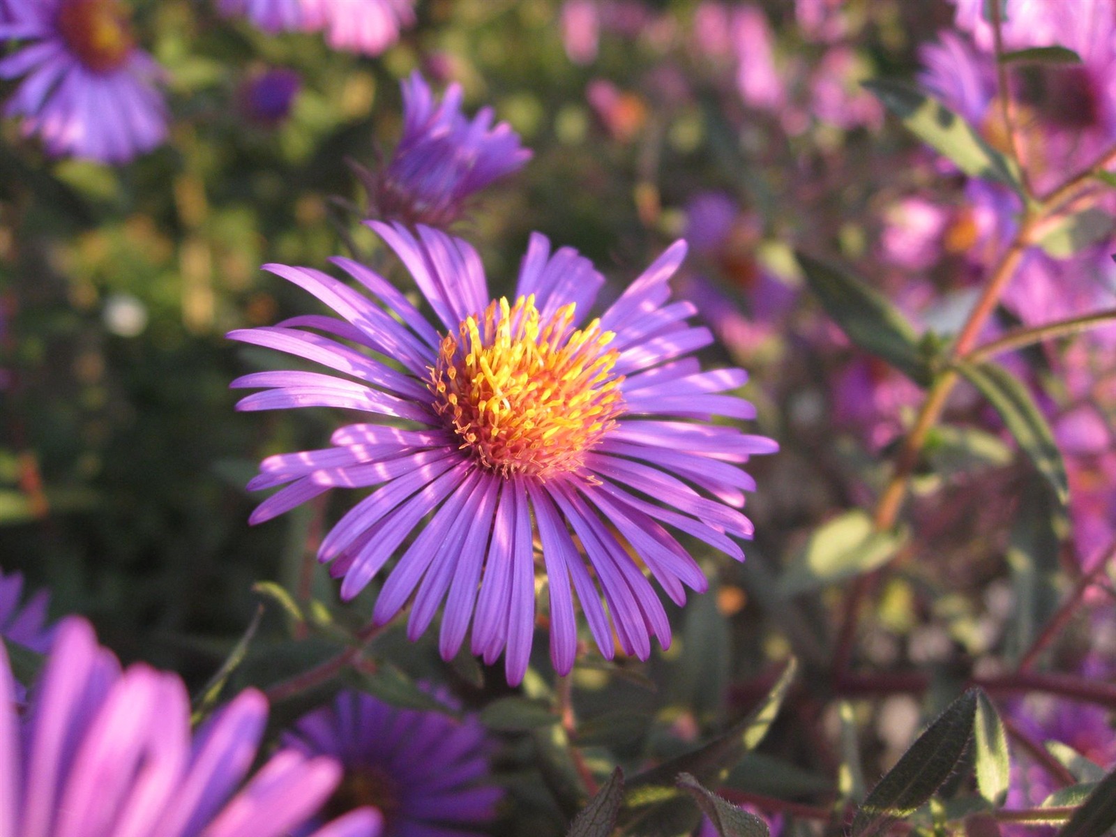 Aster Květiny wallpaper album #5 - 1600x1200