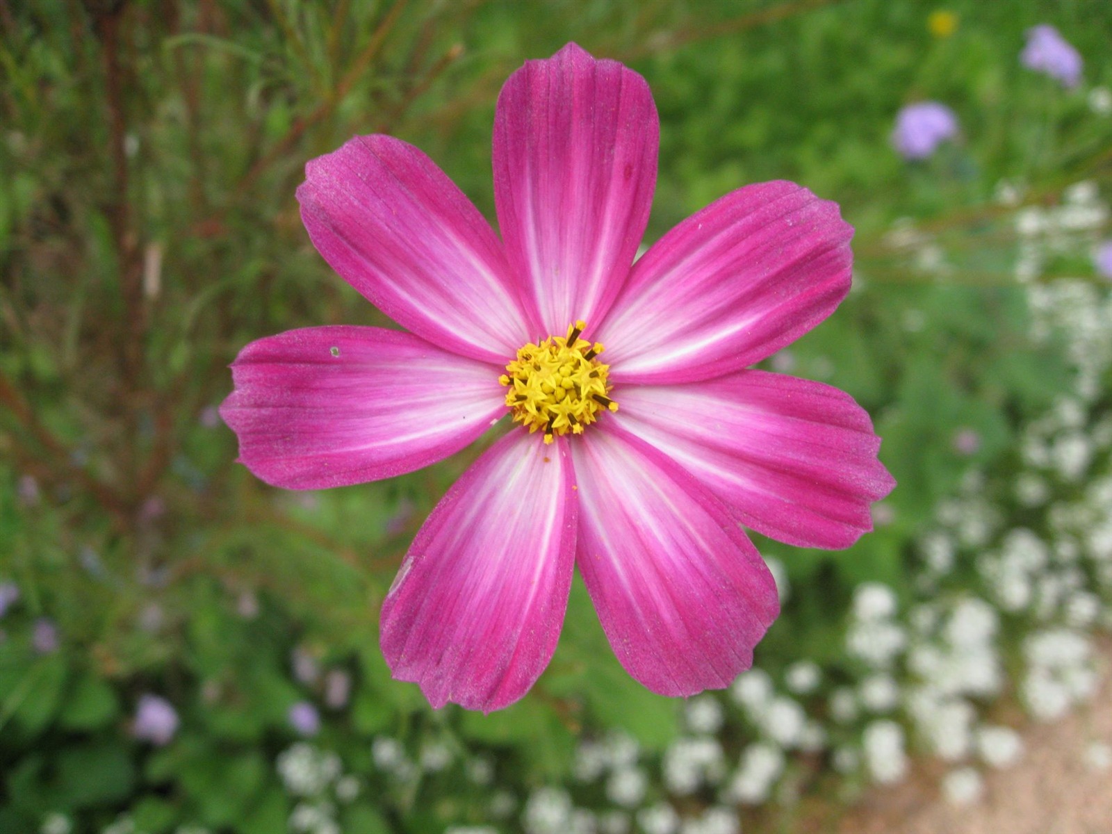 Aster Flowers Tapete Album #8 - 1600x1200