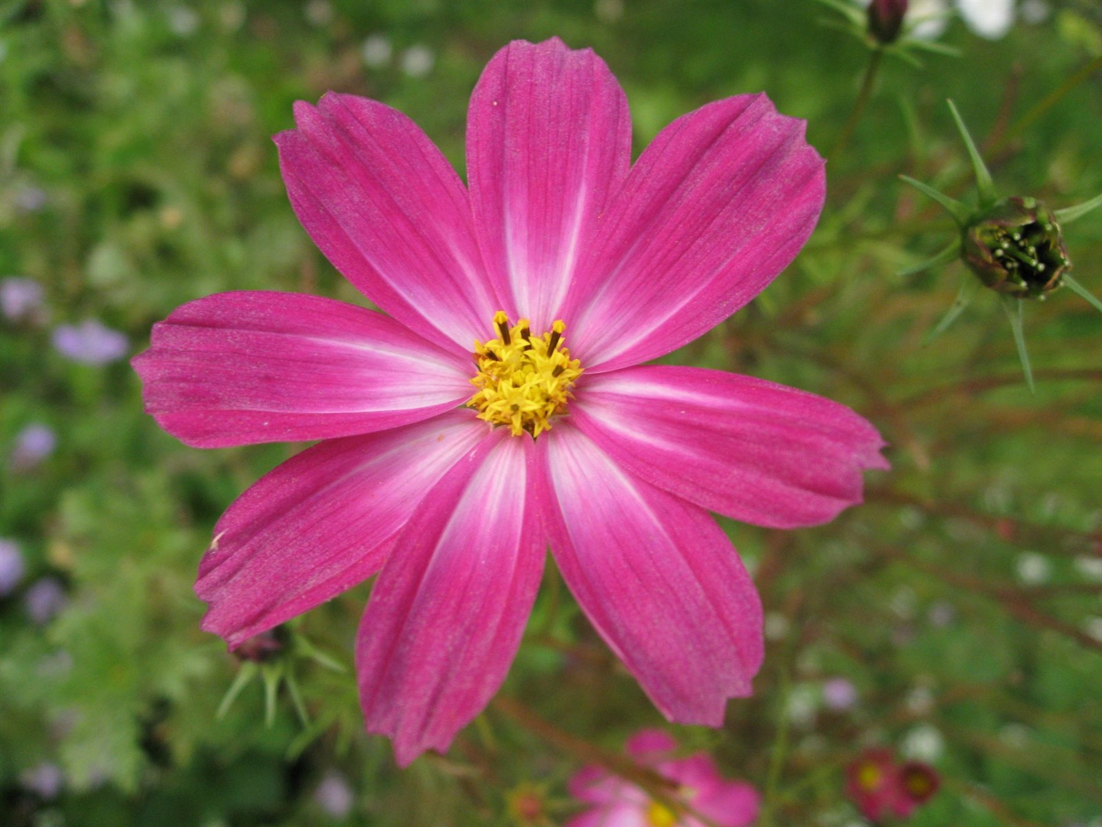 Aster Flowers Tapete Album #9 - 1600x1200