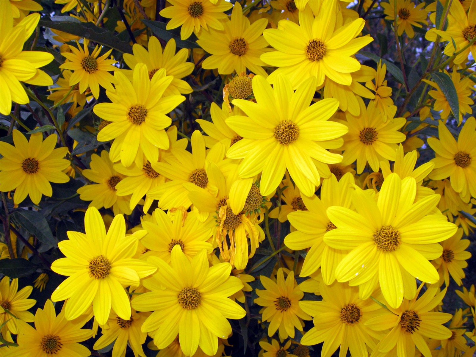 Aster Květiny wallpaper album #18 - 1600x1200