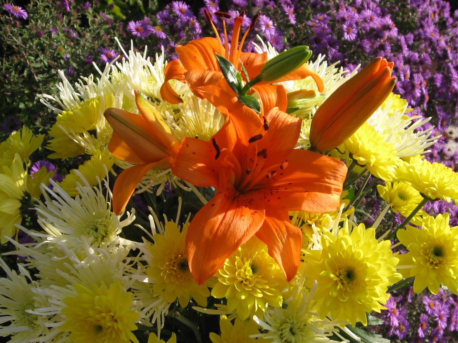 Aster Flowers 紫菀花 壁纸专辑20 - 1600x1200