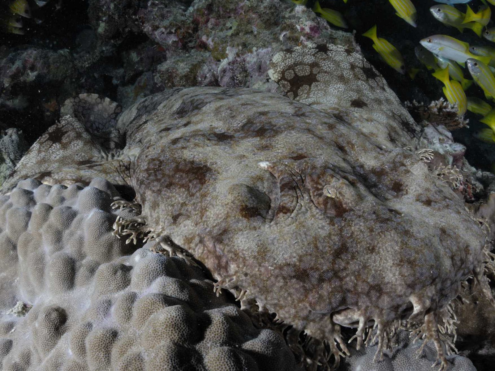 Under the Sea 3D 海底世界3D 高清壁紙 #43 - 1600x1200