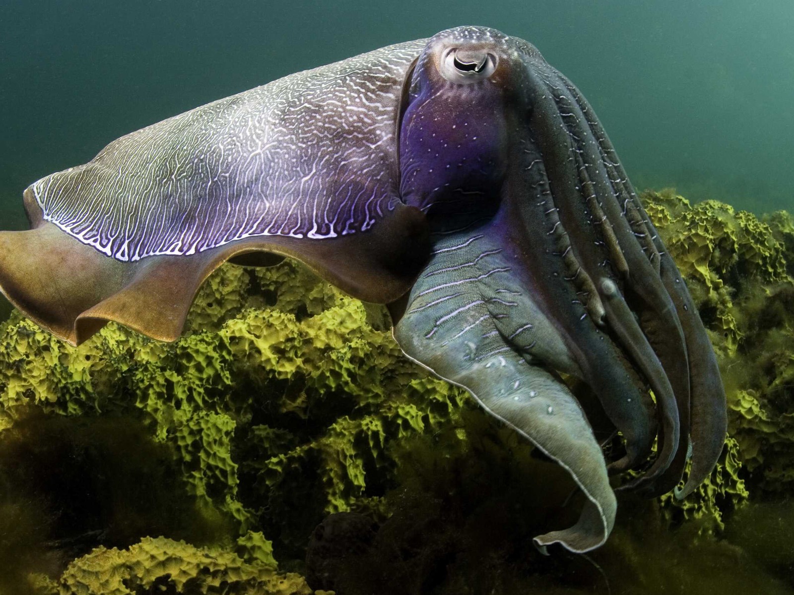 Under the Sea 3D 海底世界3D 高清壁紙 #2 - 1600x1200