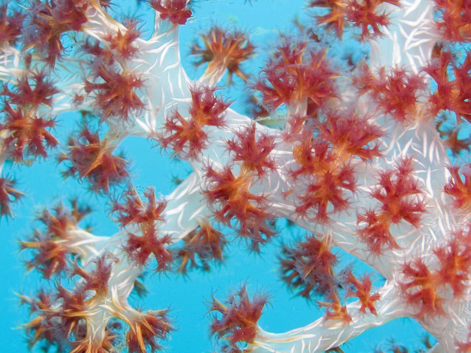 Under the Sea 3D 海底世界3D 高清壁紙 #7 - 1600x1200