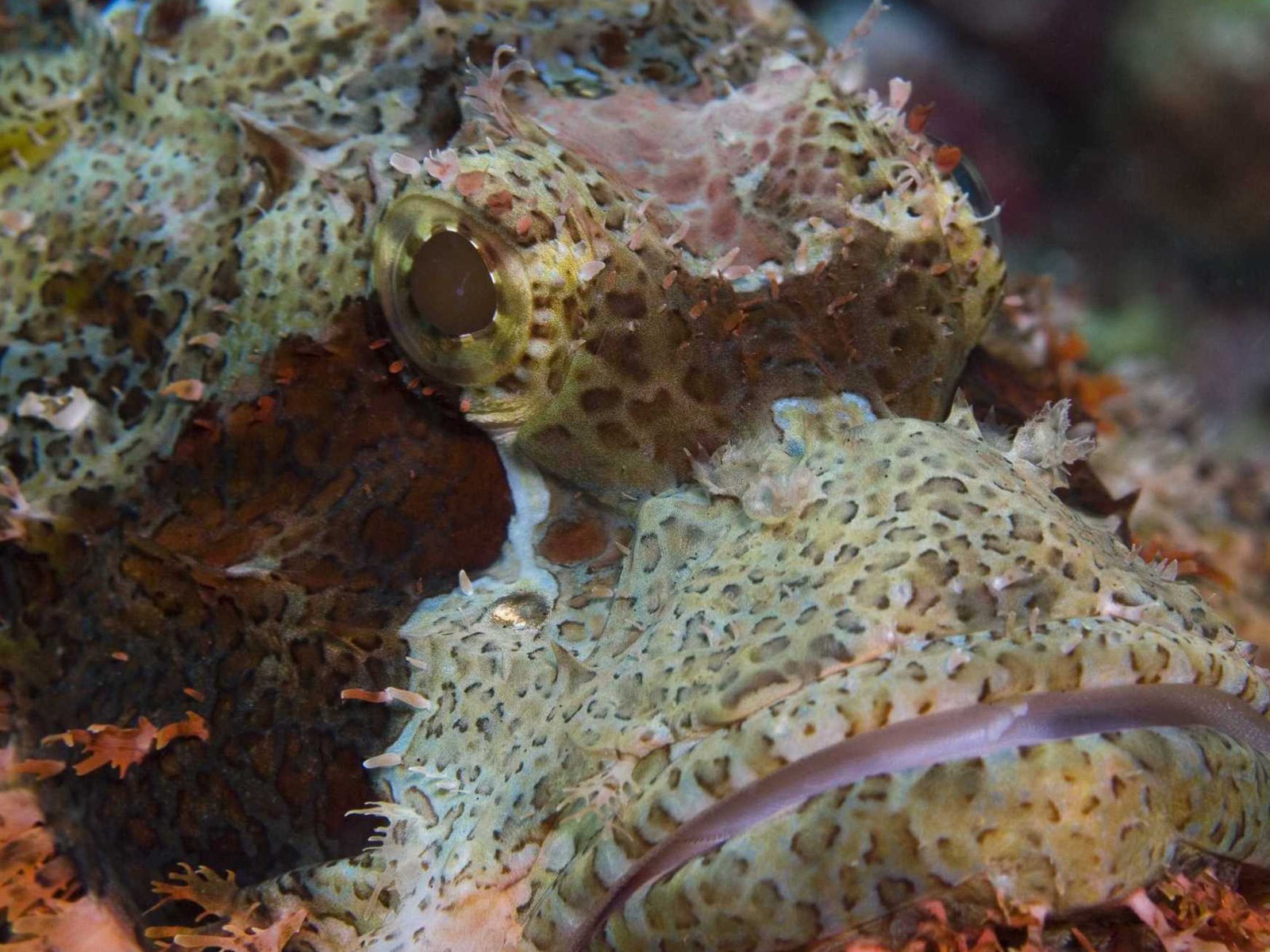 Under the Sea 3D 海底世界3D 高清壁紙 #8 - 1600x1200