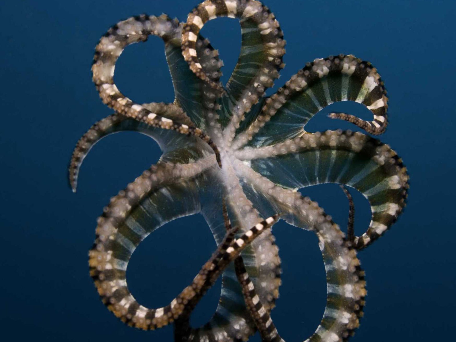 Under the Sea 3D HD wallpaper #9 - 1600x1200